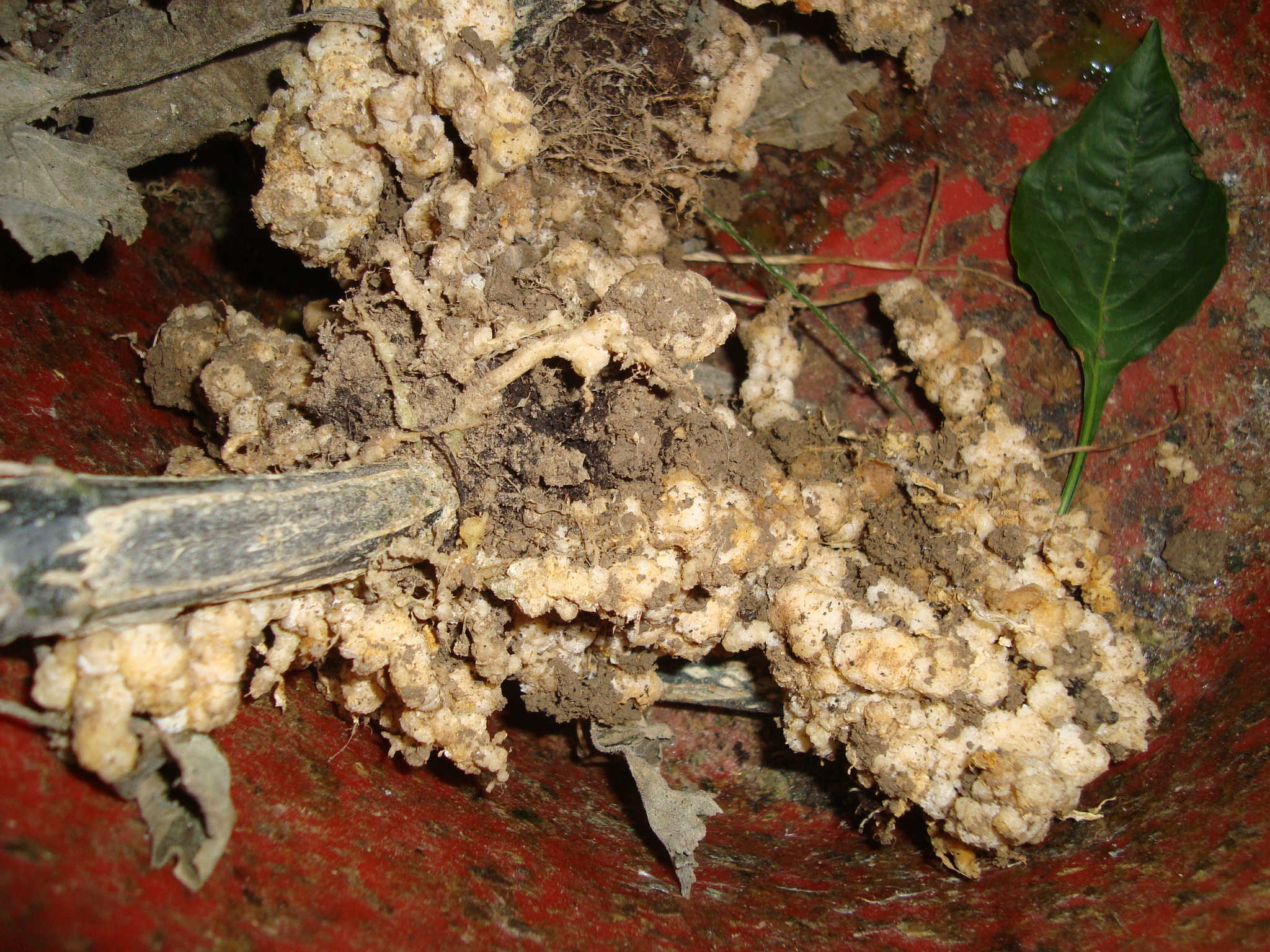 1-radice-zucchino-con-nematodi-galligeni-protocollo-BioAksxter.JPG 1-radice-zucchino-con-nematodi-galligeni-protocollo-BioAksxter.JPG