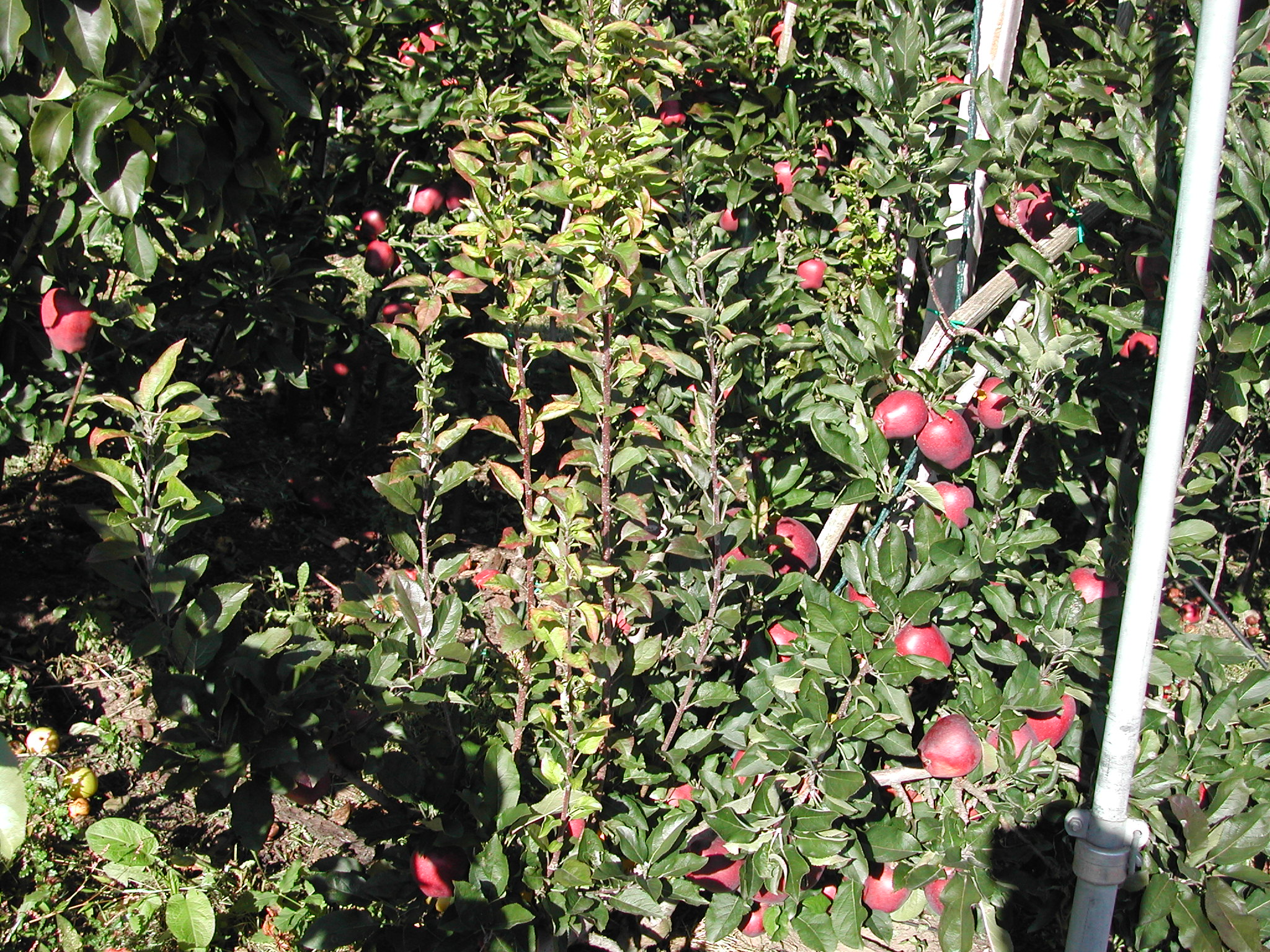 1-Stark-Delicious-Scopazzi-del-melo.JPG 1-Stark-Delicious-Scopazzi-del-melo.JPG