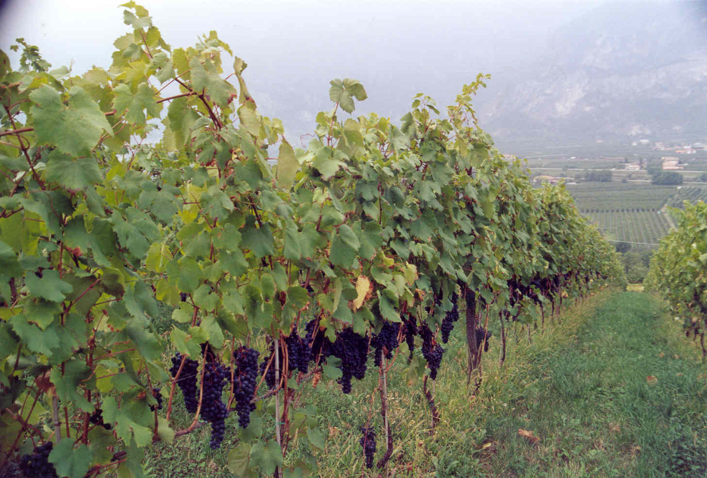 1-vigneto-Teroldego-coltivato-con-BioAksxter-preservare-terreno.jpg