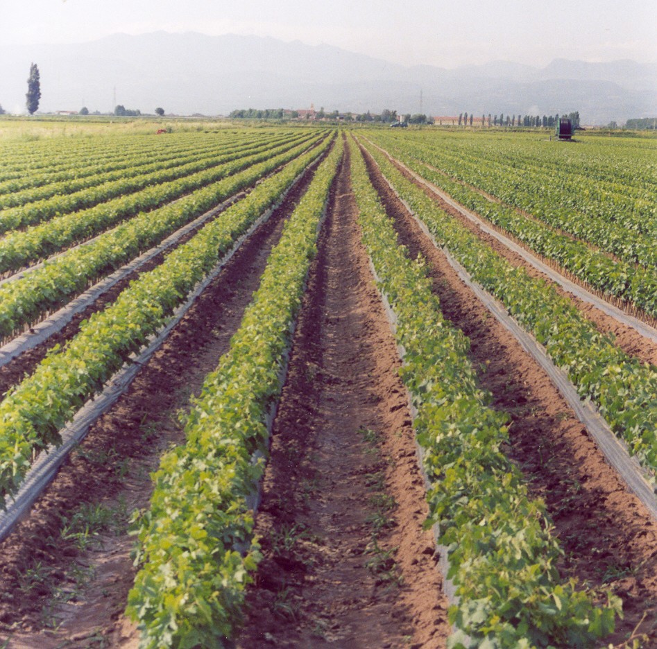 1-vivaio-barbatelle-coltivato-con-BioAksxter.jpg