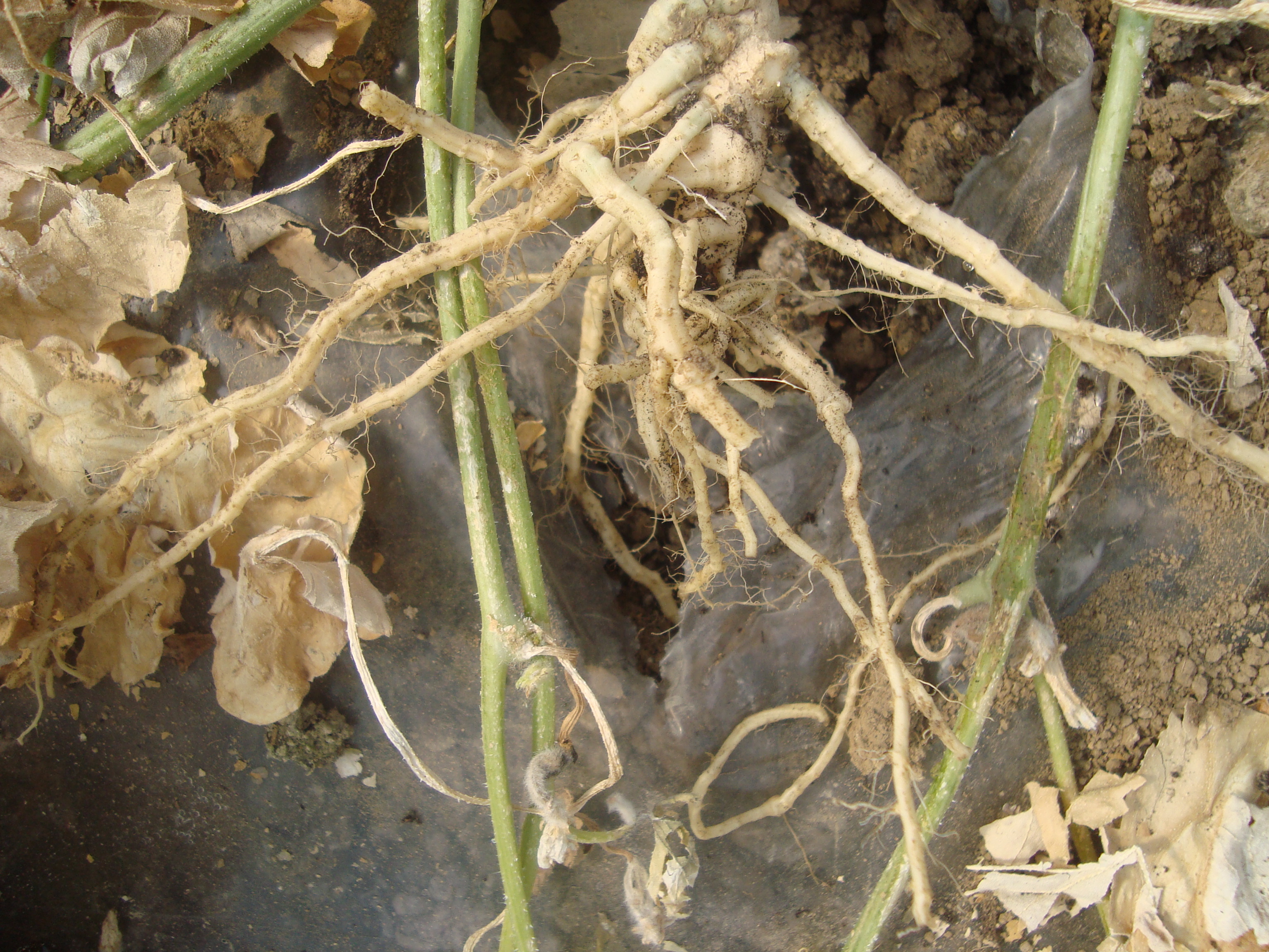 10-apparato-radicale-melone-sano-con-BioAksxter-soluzione-nematodi.JPG 10-apparato-radicale-melone-sano-con-BioAksxter-soluzione-nematodi.JPG
