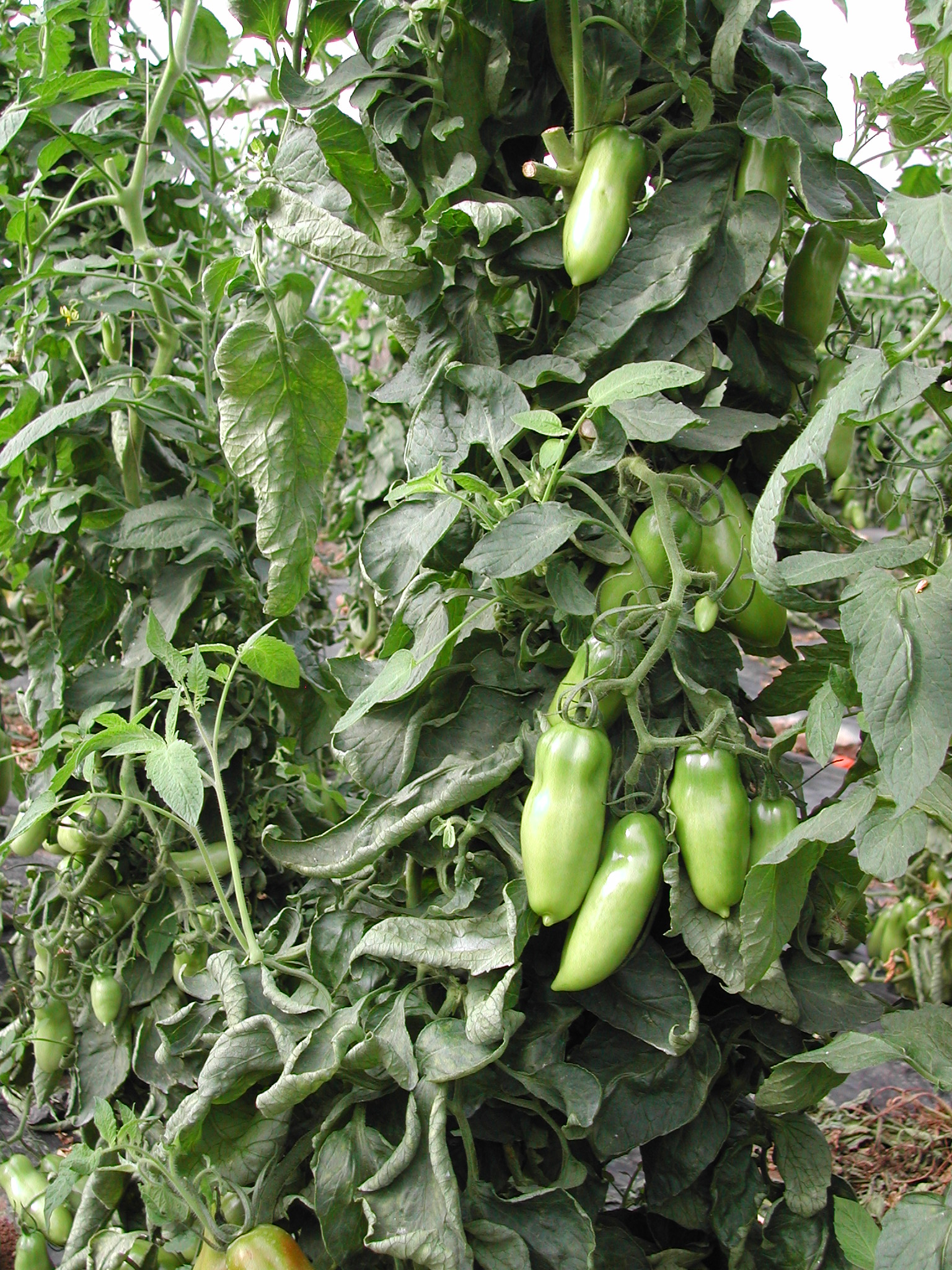 10-coltivazione-di-pomodoro-allungato-con-BioAksxter.JPG 10-coltivazione-di-pomodoro-allungato-con-BioAksxter.JPG