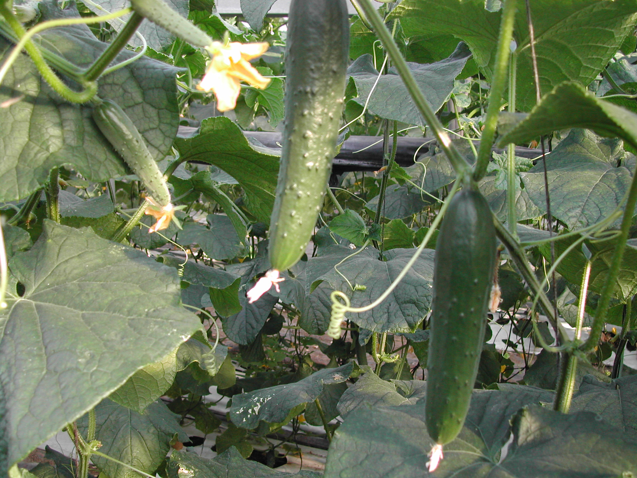 10-coltura-di-cetriolo-coltivata-con-BioAksxter.JPG