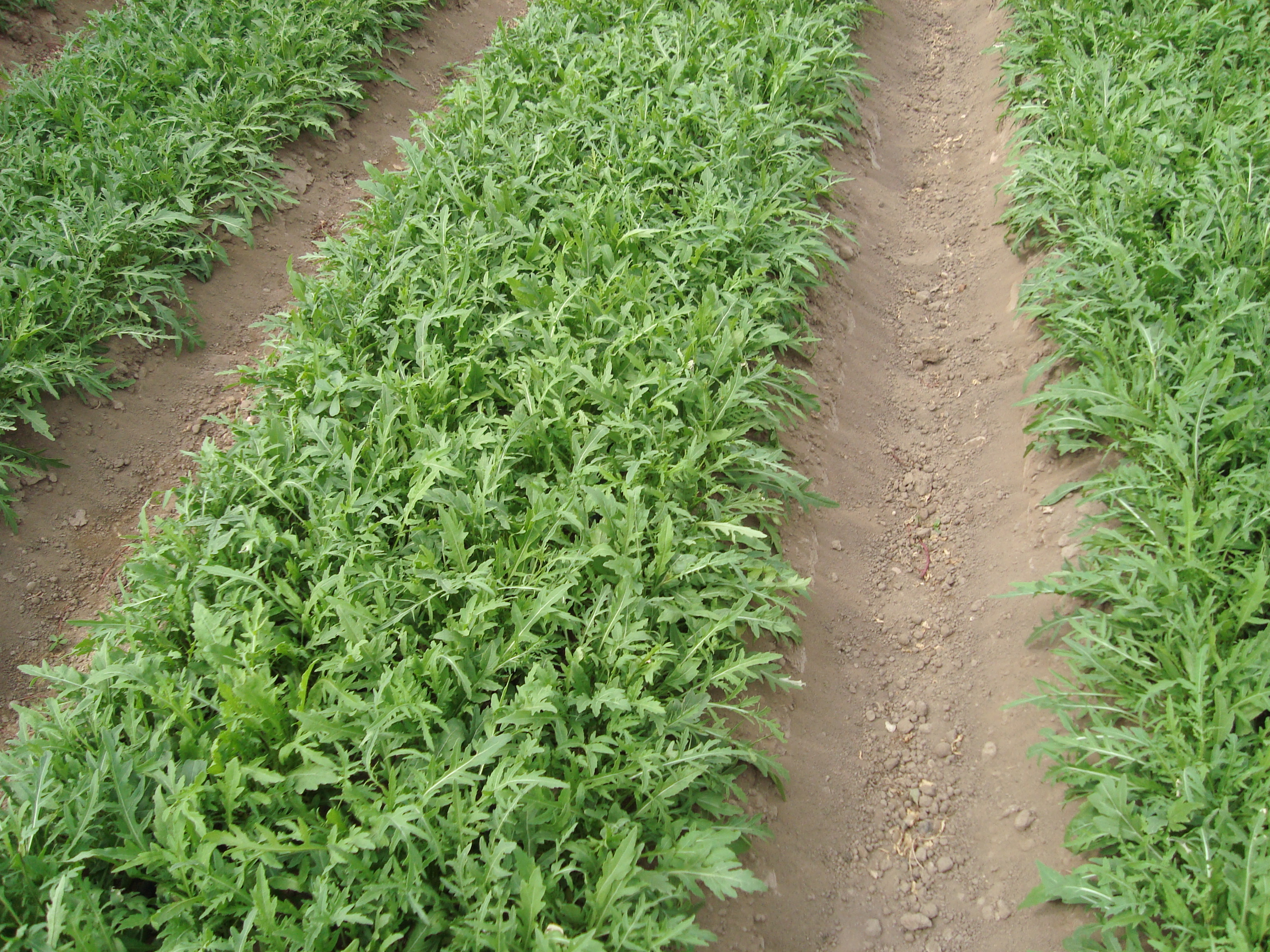 10-Coltura-di-rucola-selvatica-soluzione-fusarium.JPG