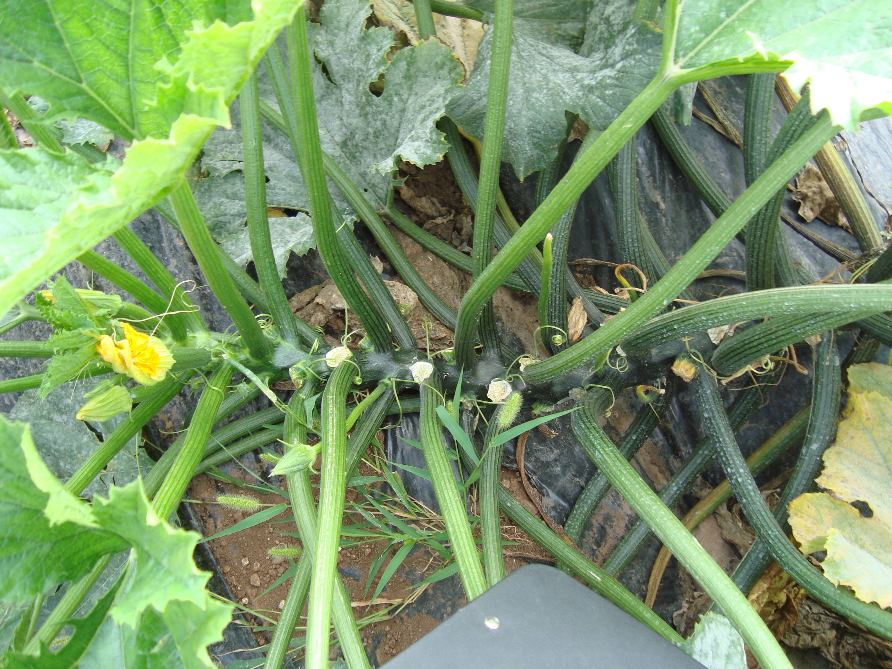 10-coltura-di-zucchino-residuo-zero-coltivazione-con-BioAksxter.JPG 10-coltura-di-zucchino-residuo-zero-coltivazione-con-BioAksxter.JPG