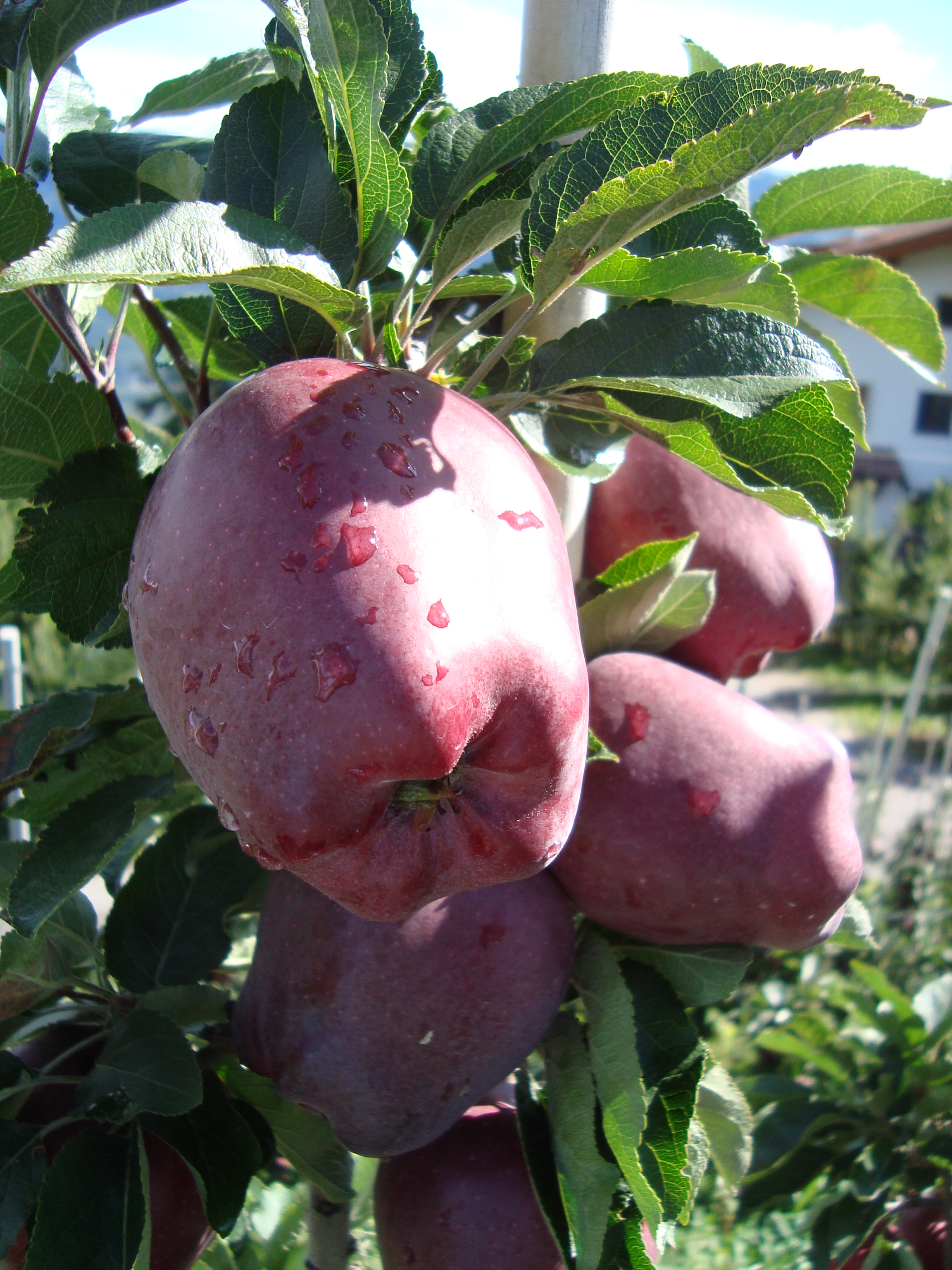 10-elevata-pezzatura-mele-Stark-Delicious-tipologia-Spur-coltivate-con-BioAksxter.JPG 10-elevata-pezzatura-mele-Stark-Delicious-tipologia-Spur-coltivate-con-BioAksxter.JPG