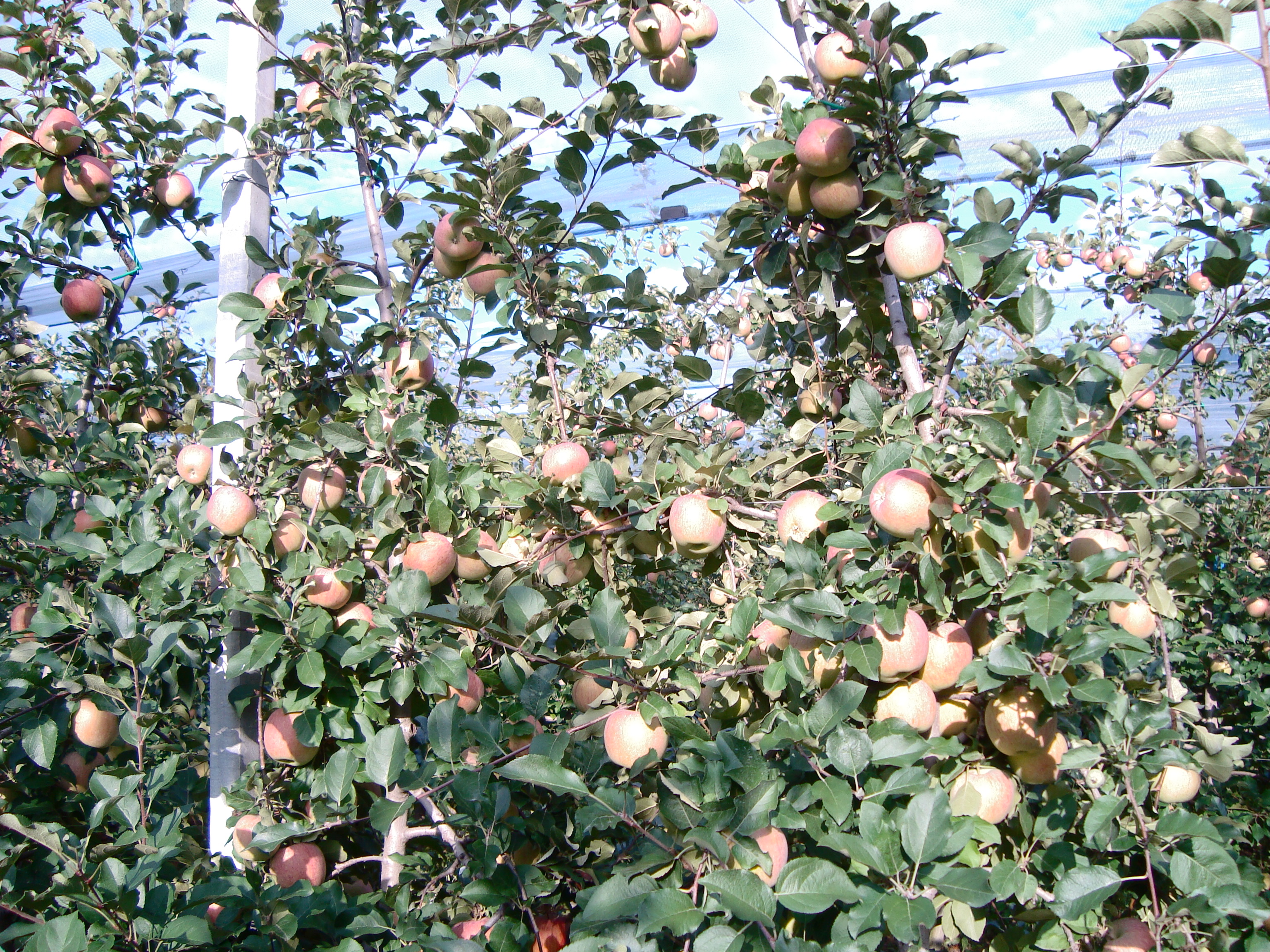 10-mele-Fuji-trattate-con-BioAksxter-senza-fenomeni-di-fessurazione-e-decorticazione.JPG 10-mele-Fuji-trattate-con-BioAksxter-senza-fenomeni-di-fessurazione-e-decorticazione.JPG