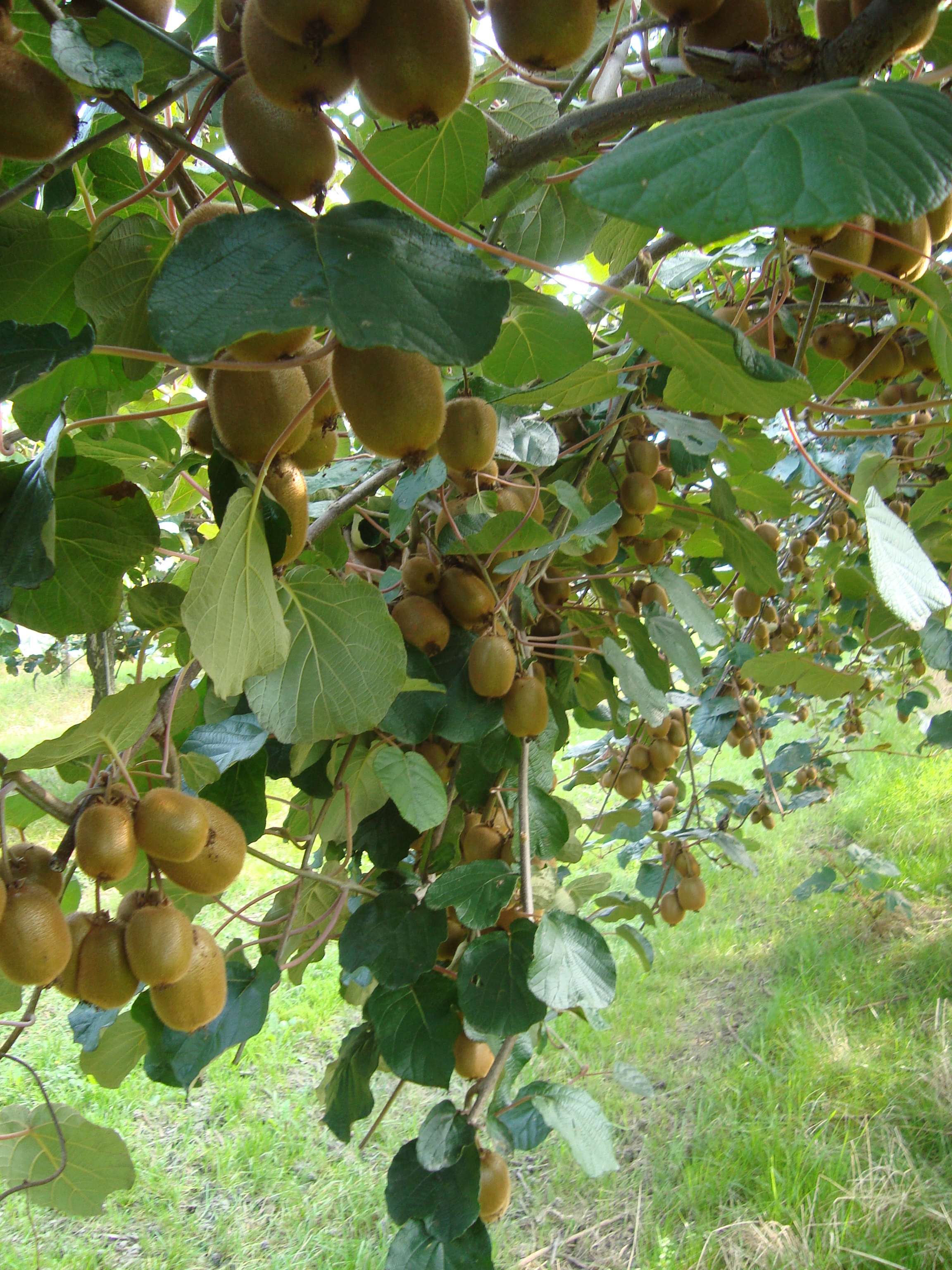 10-pezzatura-kiwi-ingrossamento-frutti-con-BioAksxter.JPG