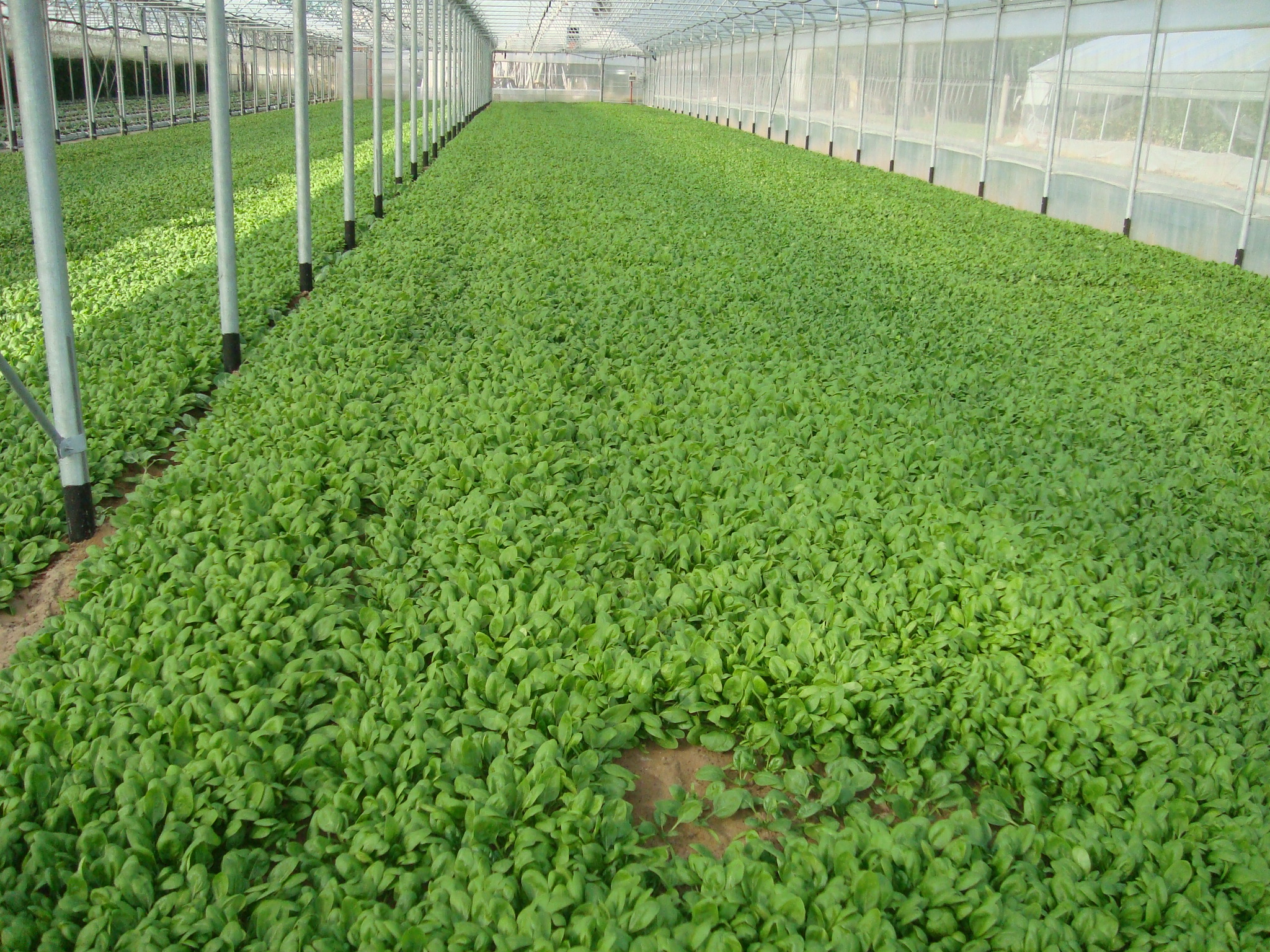 10-Spinacio-coltivato-con-BioAksxter-come-ridurre-uso-chimica-di-sintesi.JPG 10-Spinacio-coltivato-con-BioAksxter-come-ridurre-uso-chimica-di-sintesi.JPG