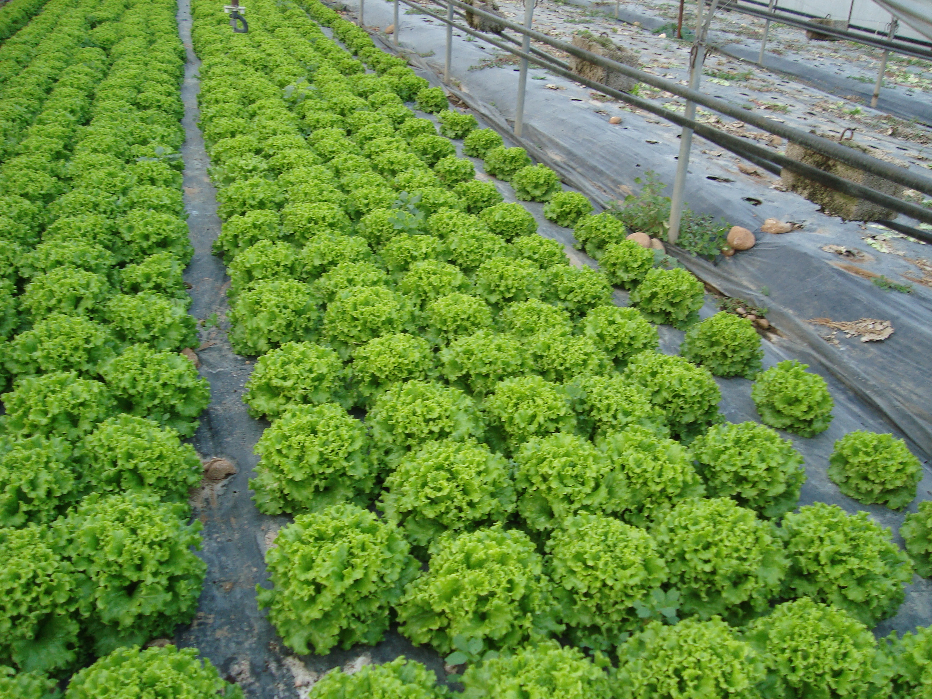 11-coltivazione-di-insalata-con-BioAksxter.JPG 11-coltivazione-di-insalata-con-BioAksxter.JPG