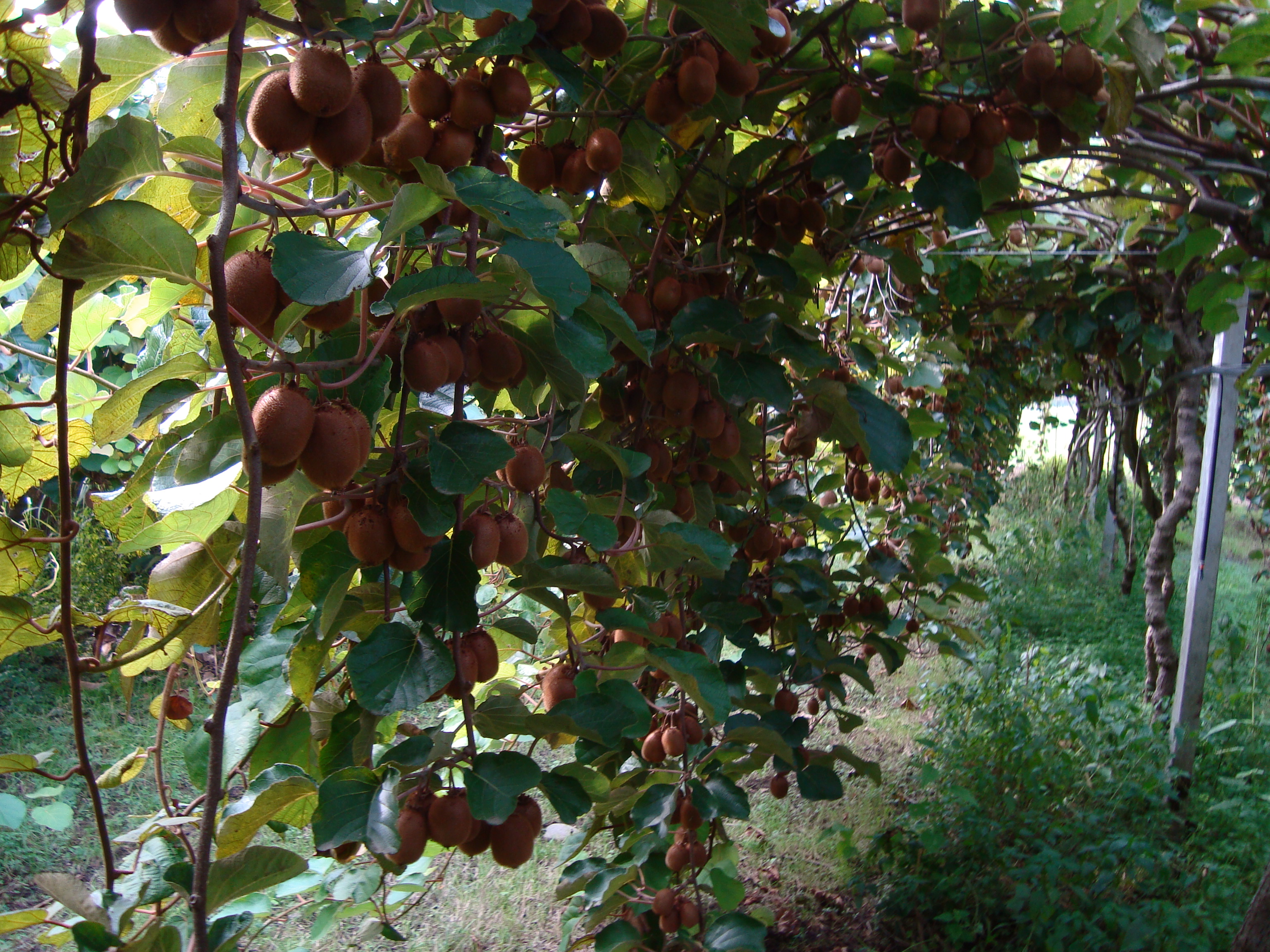 11-kiwi-altamente-produttivo-senza-residui-chimici-con-BioAksxter.JPG 11-kiwi-altamente-produttivo-senza-residui-chimici-con-BioAksxter.JPG