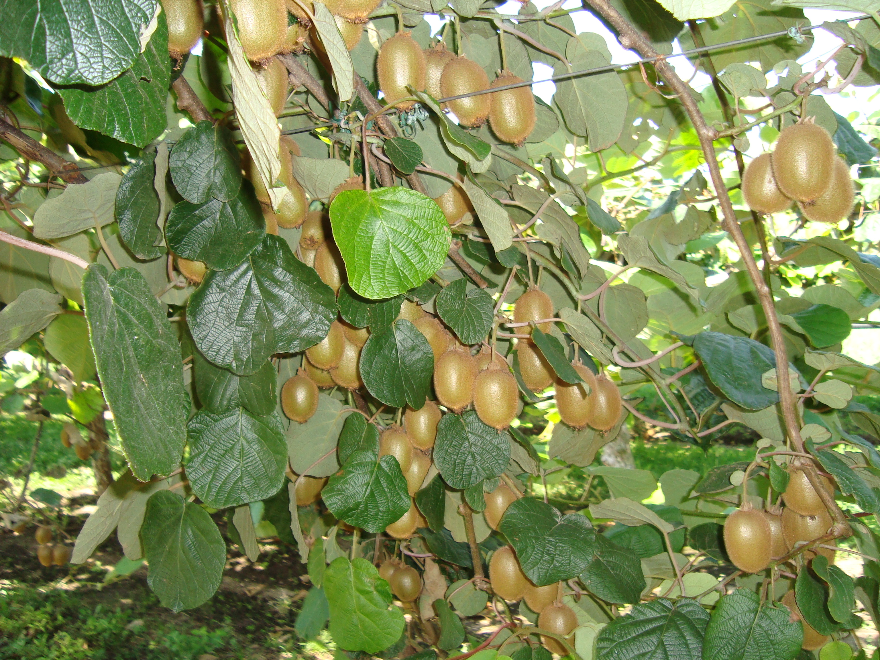 11-kiwi-privo-di-clorosi-coltivazione-actinidia-con-BioAksxter.JPG