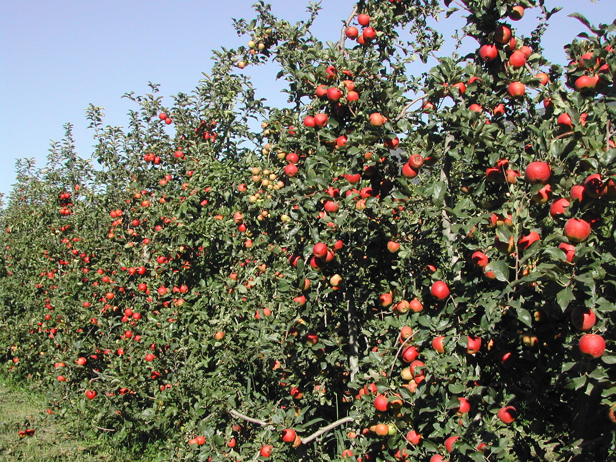 11-meleto-biologico-Royal-Gala-coltivato-con-BioAksxter-maggior-produzione-qualit.JPG 11-meleto-biologico-Royal-Gala-coltivato-con-BioAksxter-maggior-produzione-qualit.JPG