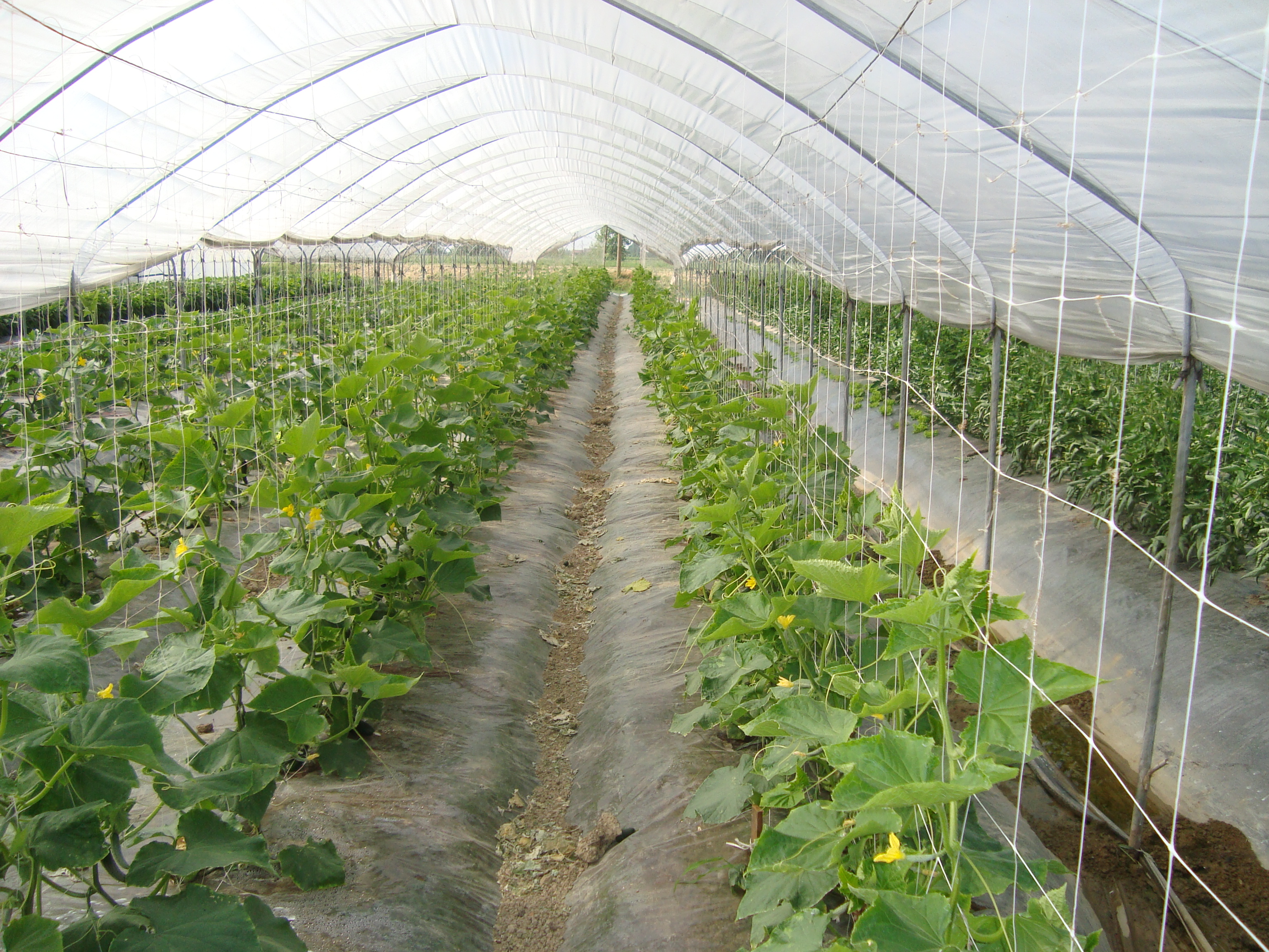 11-risanamento-nematodi-cetriolo-con-BioAksxter-senza-fumiganti.JPG 11-risanamento-nematodi-cetriolo-con-BioAksxter-senza-fumiganti.JPG