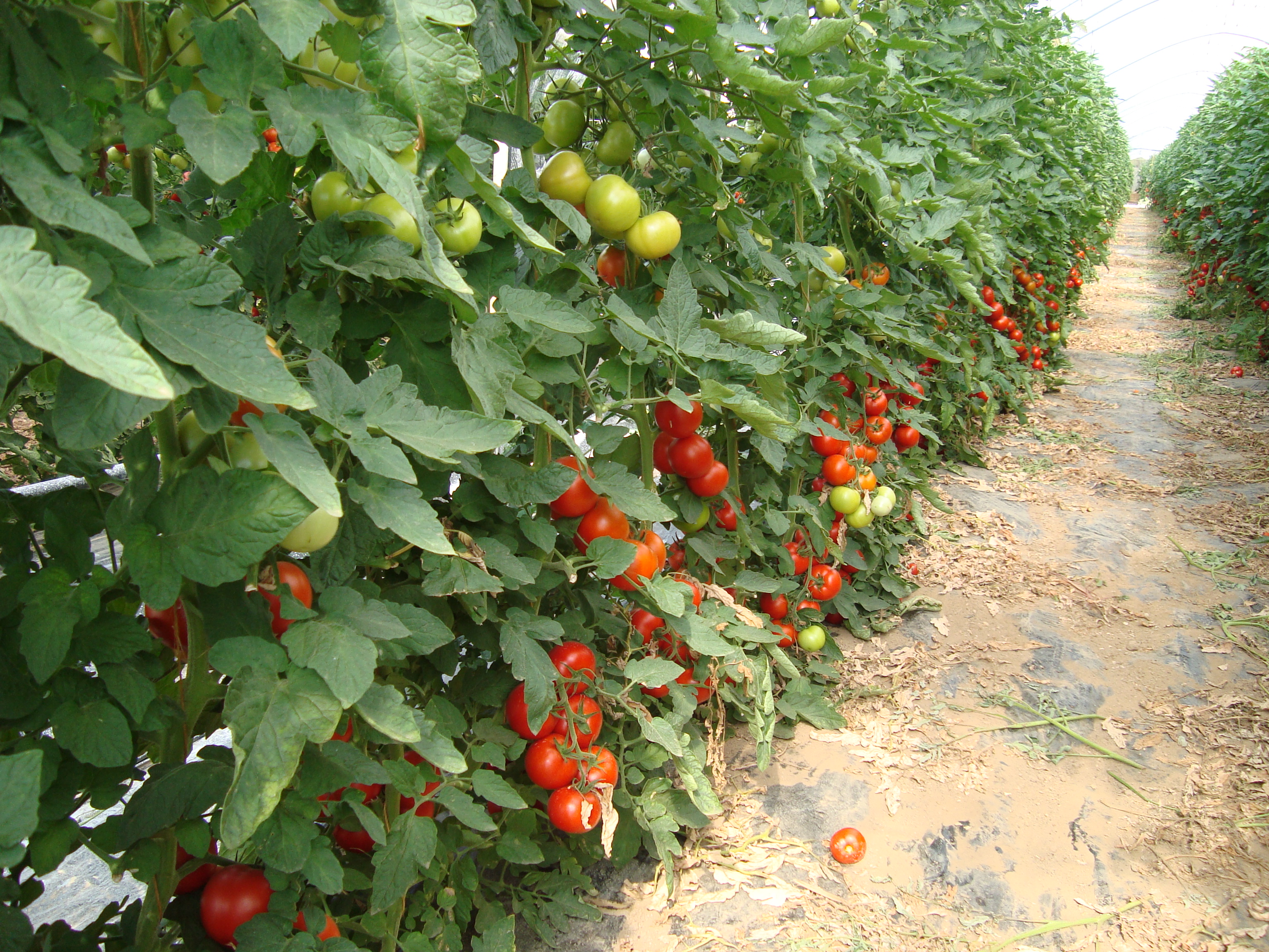 11-risoluzione-cancro-batterico-pomodoro-con-BioAksxter.JPG