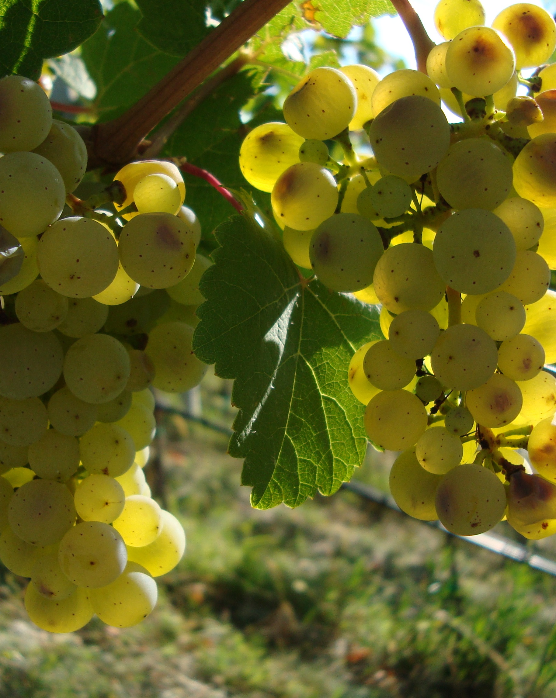 12-aumentare-produzione-uva-riesling-con-BioAksxter.JPG