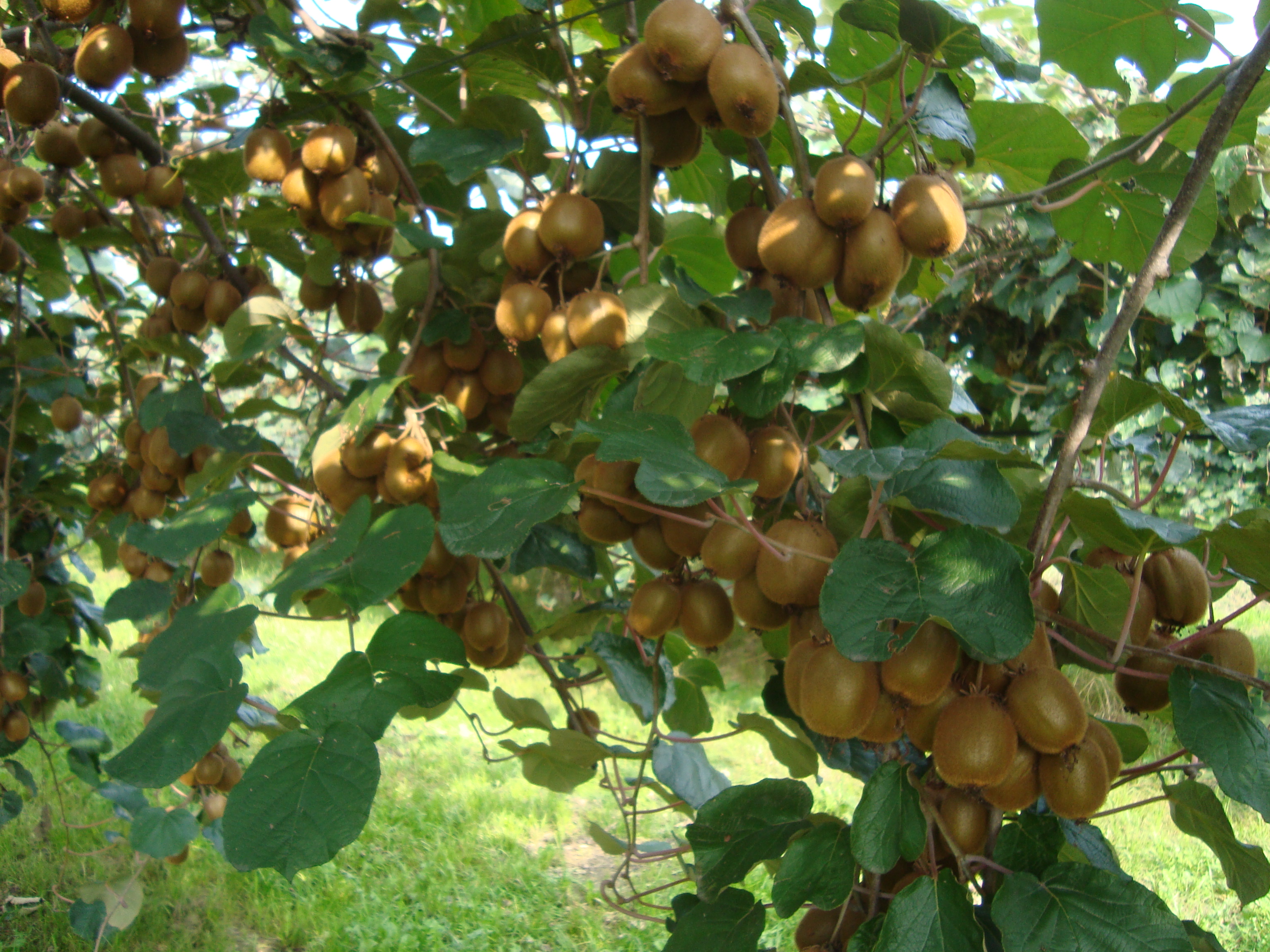 12-elevata-produttivit-appezzamento-actinidia-risanamento-moria-kiwi.JPG
