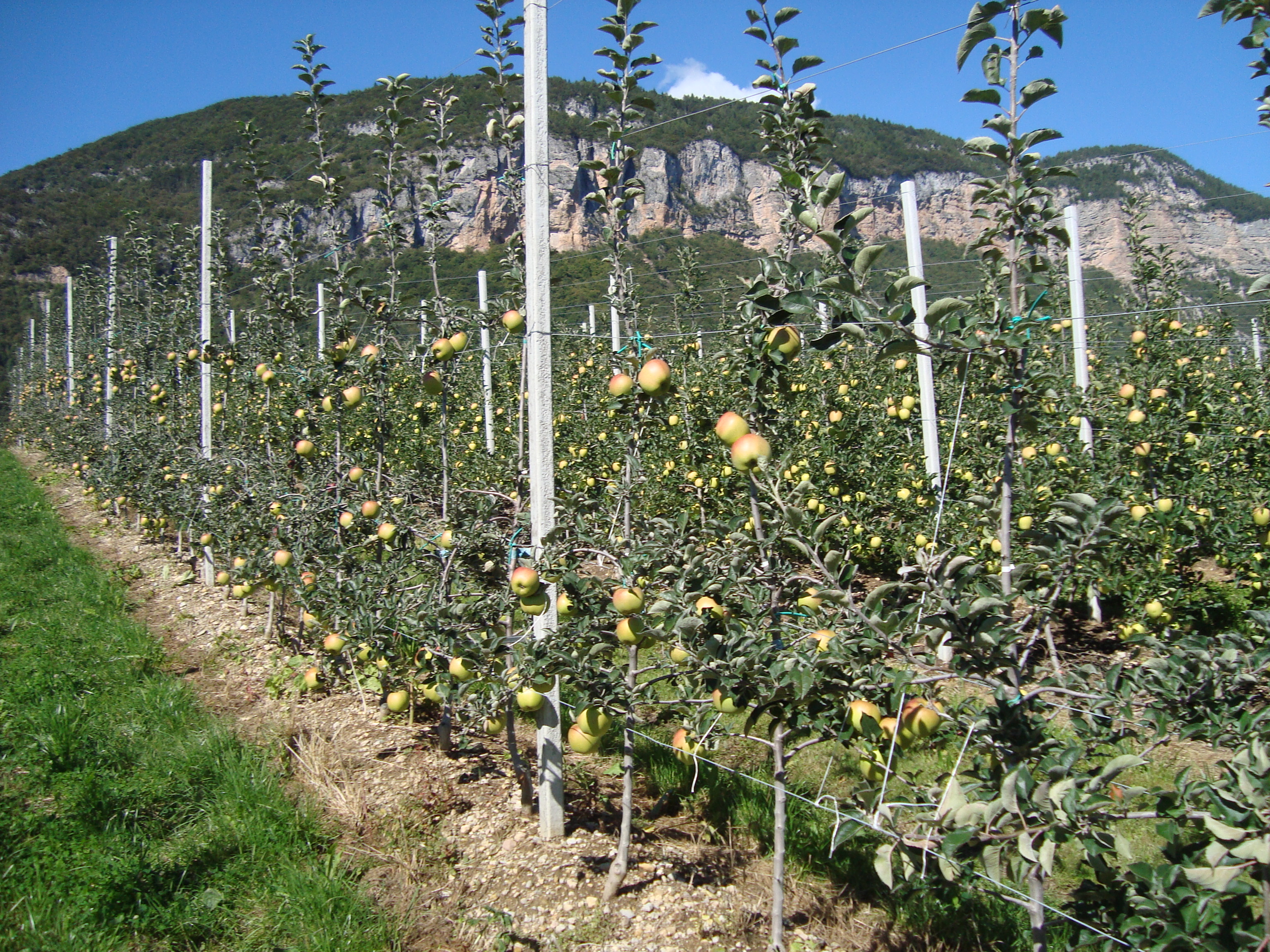 12-impianto-di-melo-variet-Renetta-Canada-come-risolvere-il-calo-produttivo.JPG 12-impianto-di-melo-variet-Renetta-Canada-come-risolvere-il-calo-produttivo.JPG