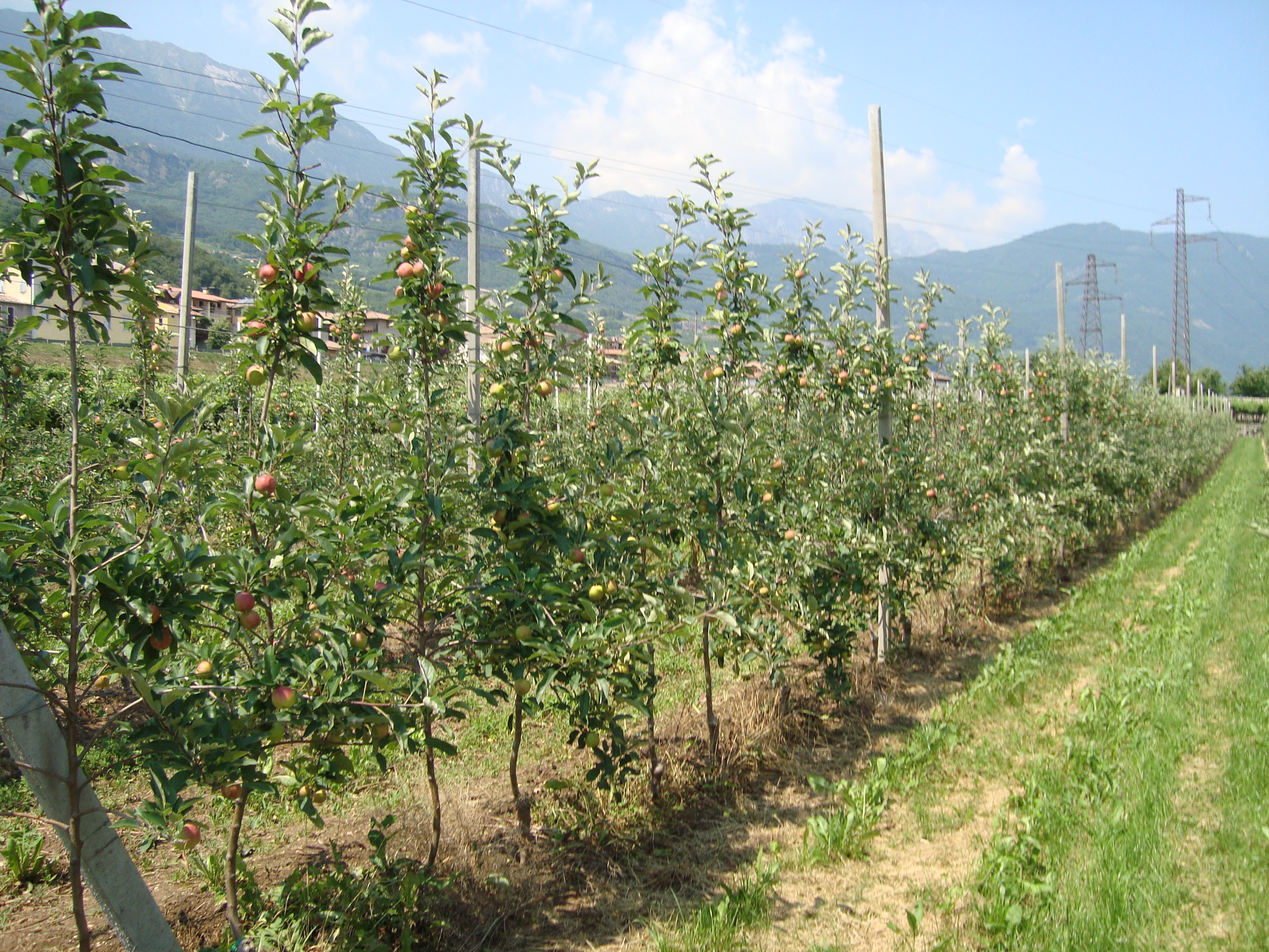 12-impianto-di-melo-variet-Royal-Gala-II-foglia-coltivato-con-BioAksxter.JPG
