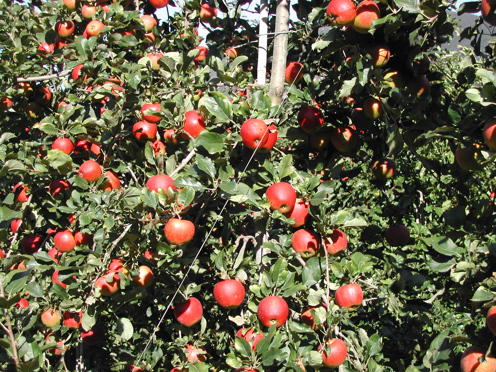 12-maggior-resa-e-qualit-con-BioAksxter-meleto-biologico-Royal-Gala.JPG 12-maggior-resa-e-qualit-con-BioAksxter-meleto-biologico-Royal-Gala.JPG