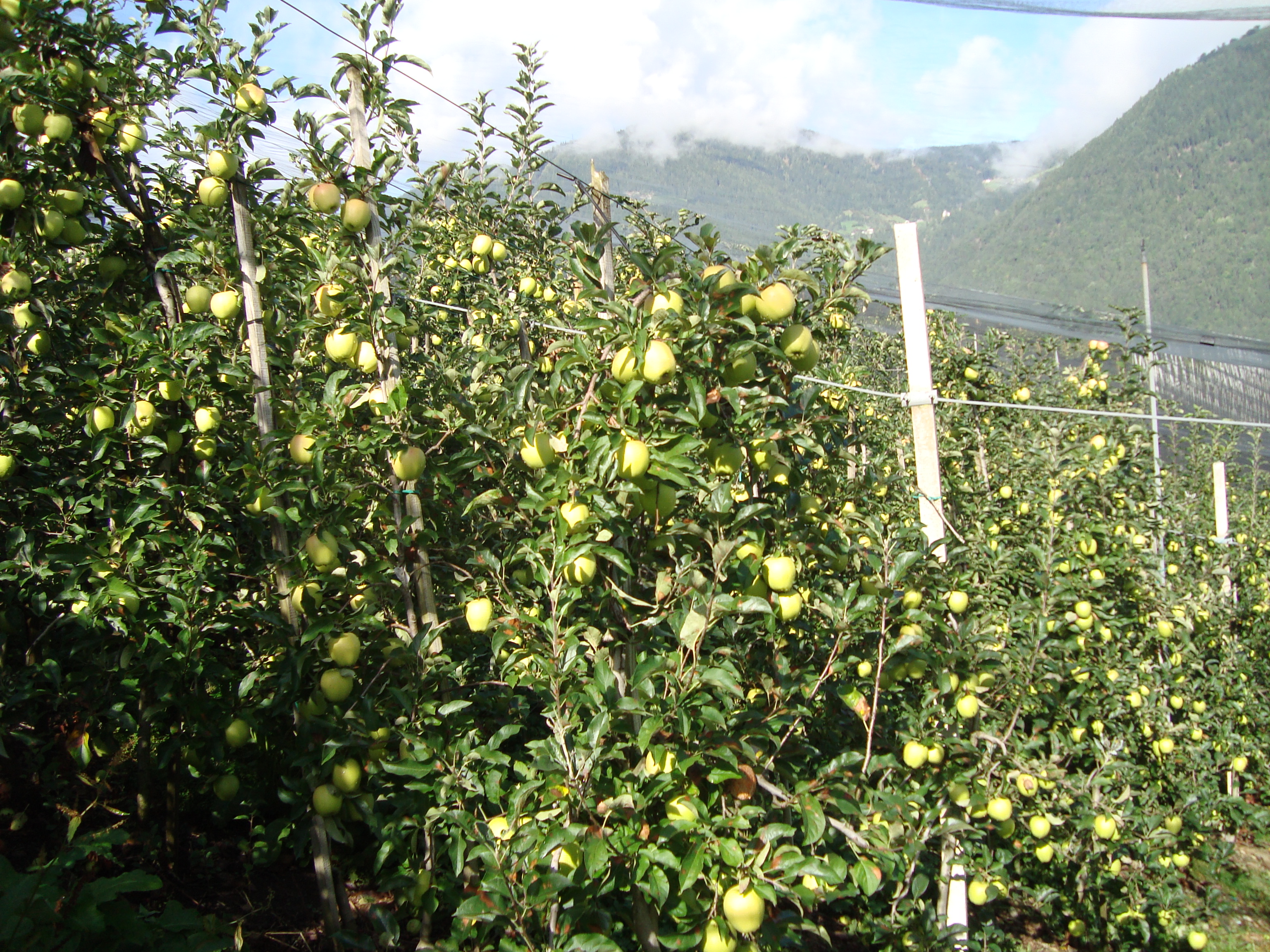 12-mele-Golden-Delicious-con-BioAksxter-aumento-produzione-resa-qualit.JPG 12-mele-Golden-Delicious-con-BioAksxter-aumento-produzione-resa-qualit.JPG