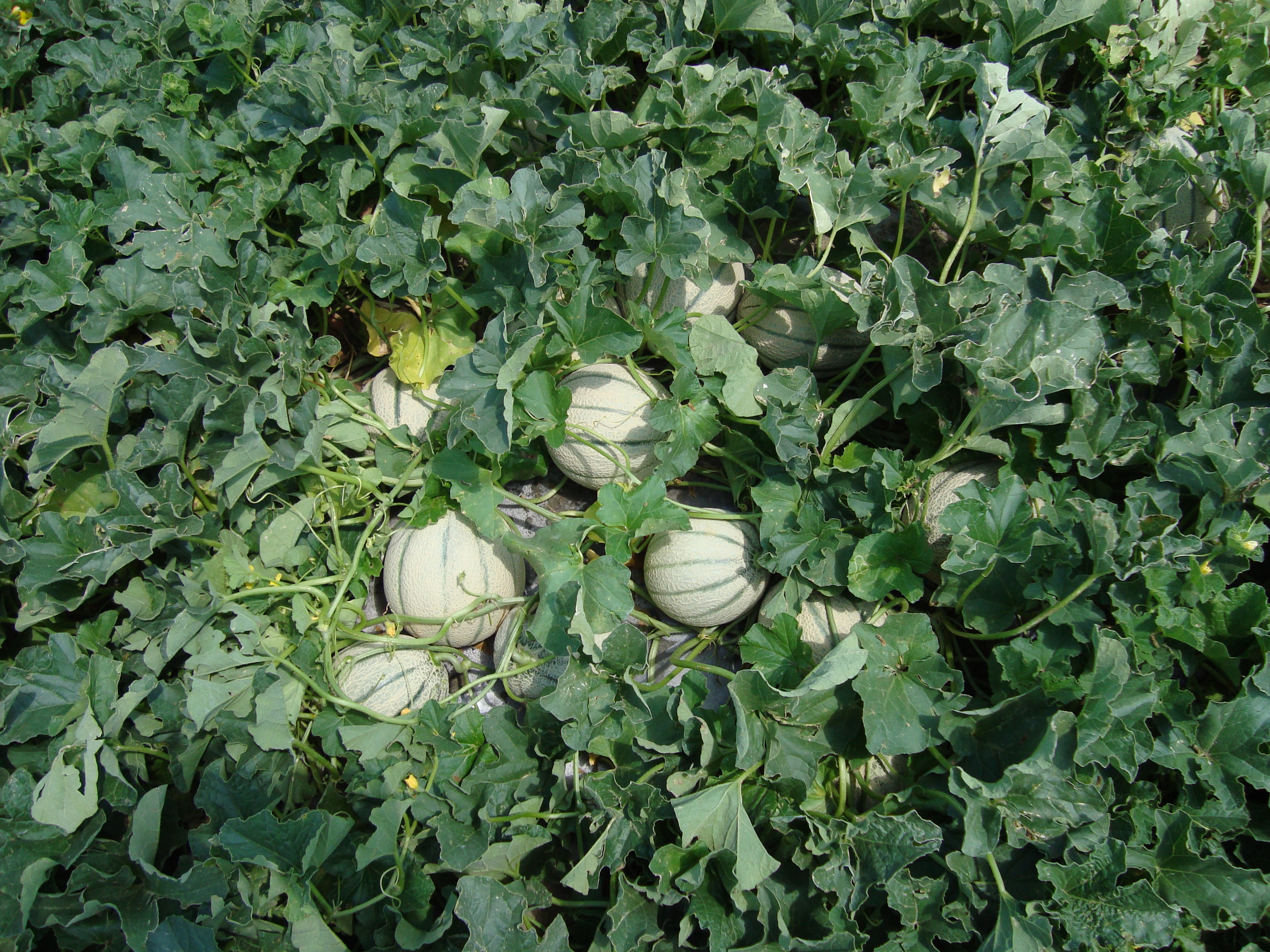12-melone-in-pieno-campo-elevata-allegagione.JPG