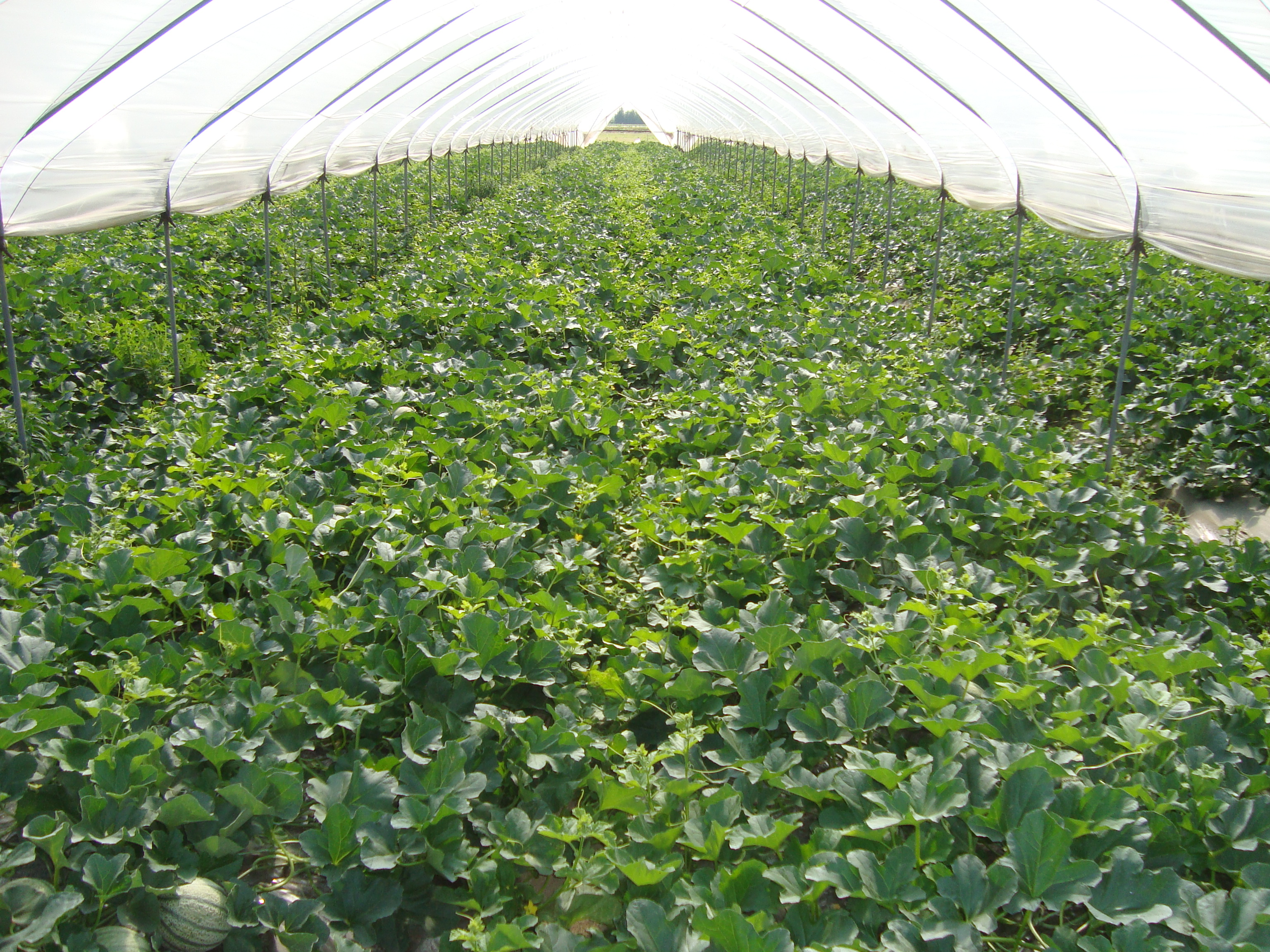 12-melone-in-serra-coltivato-con-BioAksxter.JPG 12-melone-in-serra-coltivato-con-BioAksxter.JPG