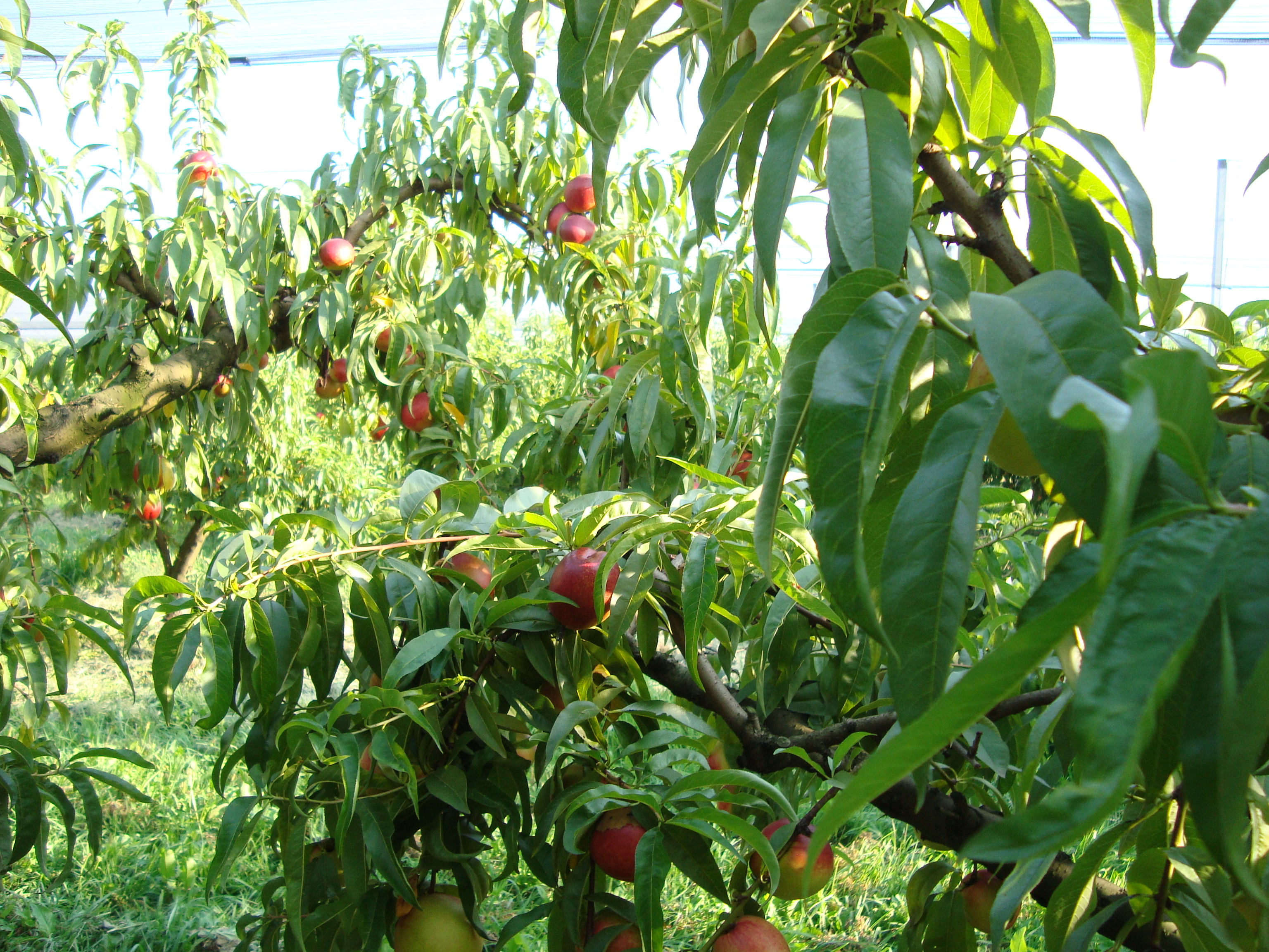 12-nettarina-Big-Top-coltivazione-con-BioAksxter.JPG 12-nettarina-Big-Top-coltivazione-con-BioAksxter.JPG