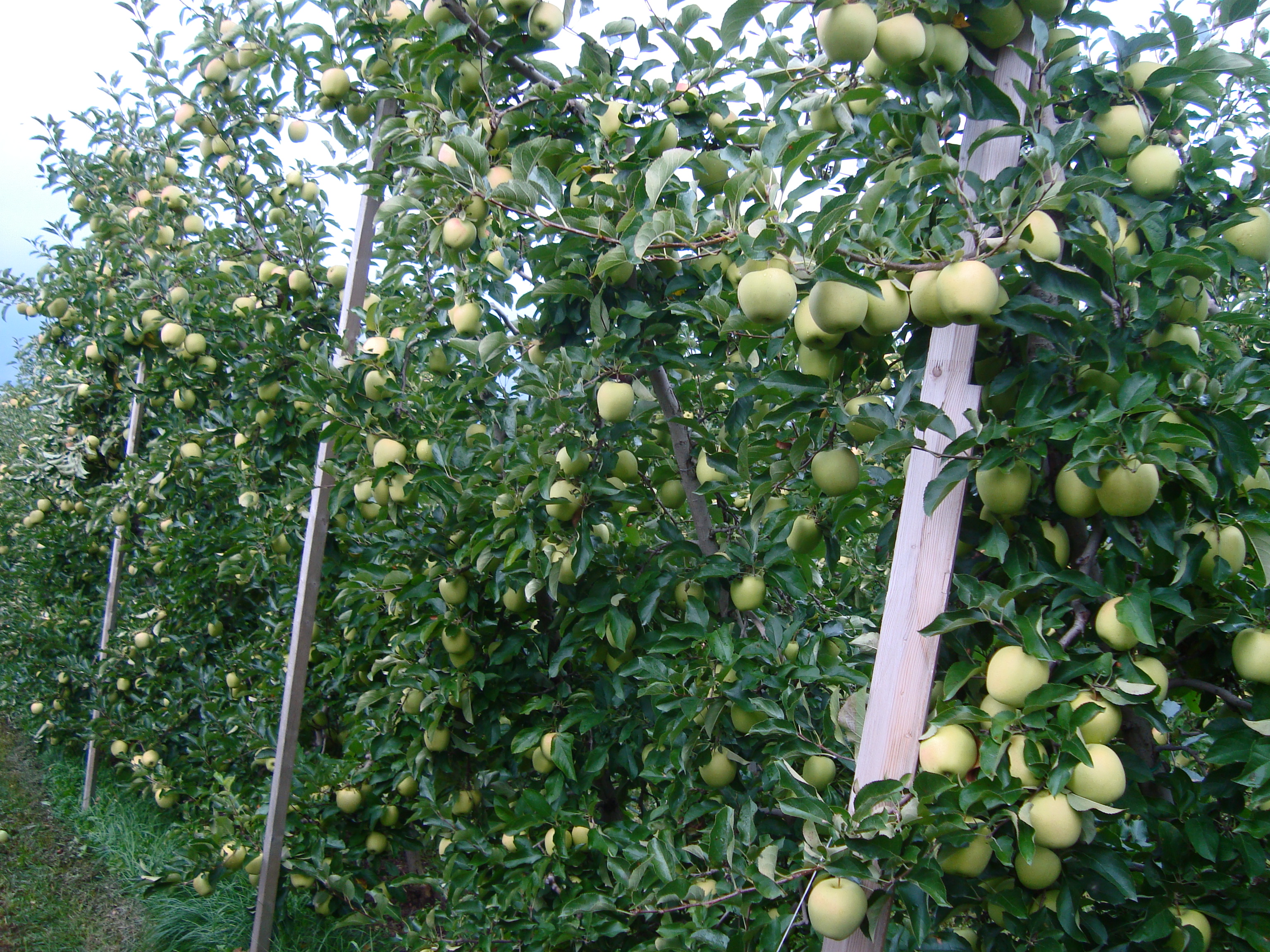 12-Omogeneit-di-produzione-in-frutteto-trattato-con-BioAksxter.JPG 12-Omogeneit-di-produzione-in-frutteto-trattato-con-BioAksxter.JPG