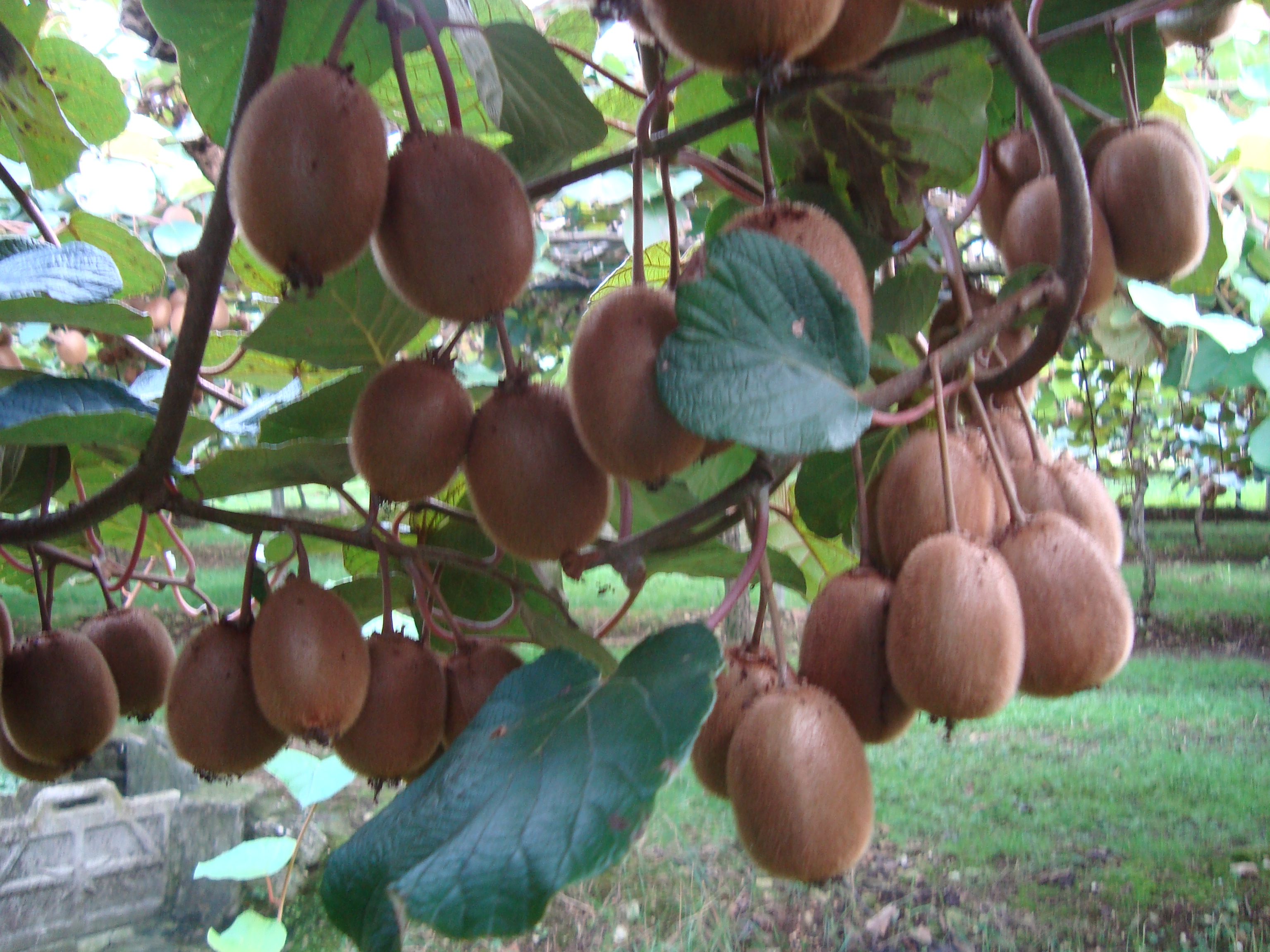 12-pezzatura-ed-omogeneit-dei-frutti-kiwi-con-BioAksxter-residuo-zero.JPG 12-pezzatura-ed-omogeneit-dei-frutti-kiwi-con-BioAksxter-residuo-zero.JPG