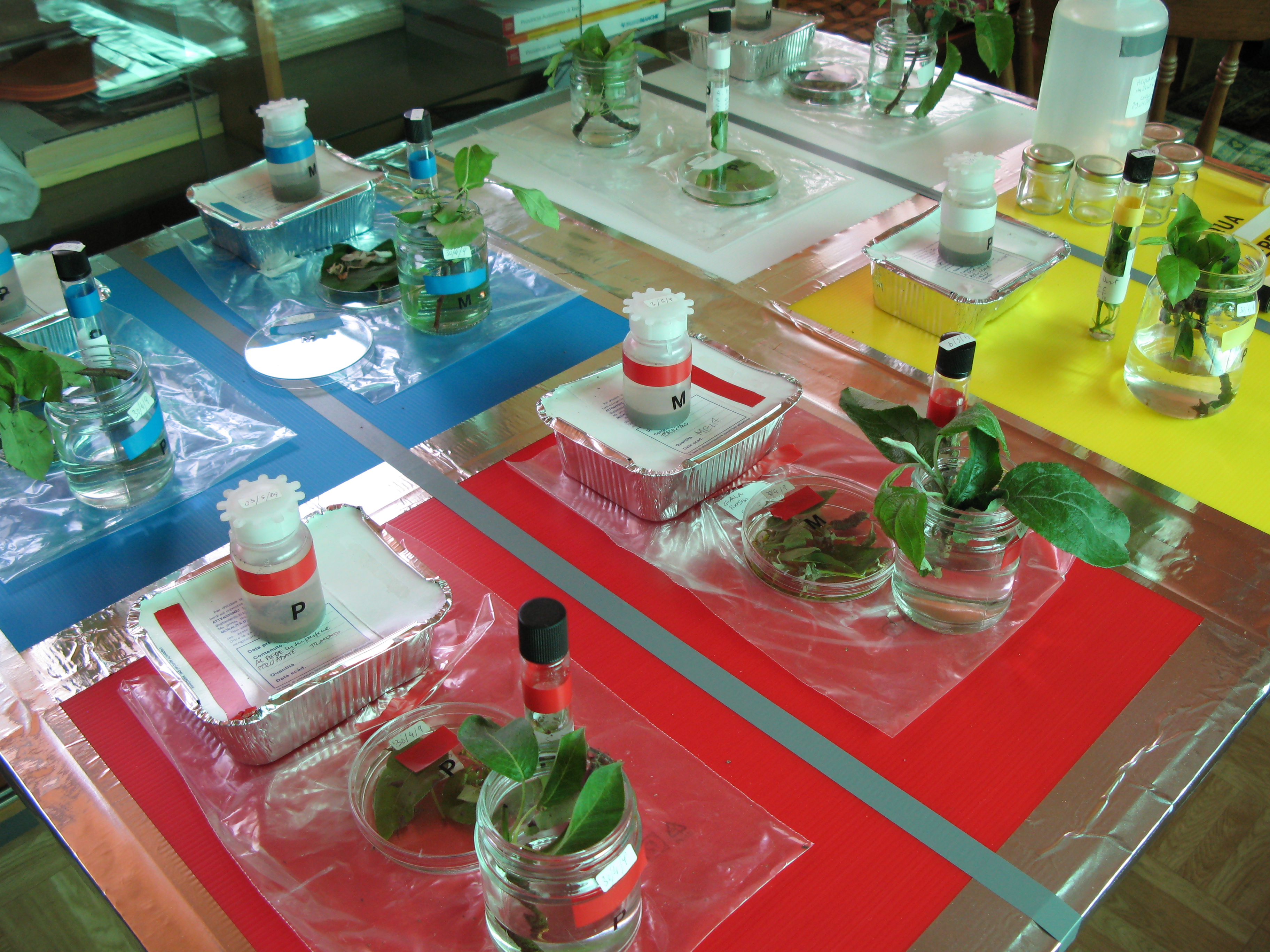 12-protocollo-ricerca-AXS-M31-marciume-lenticellare-azienda-agricola-siller.JPG 12-protocollo-ricerca-AXS-M31-marciume-lenticellare-azienda-agricola-siller.JPG