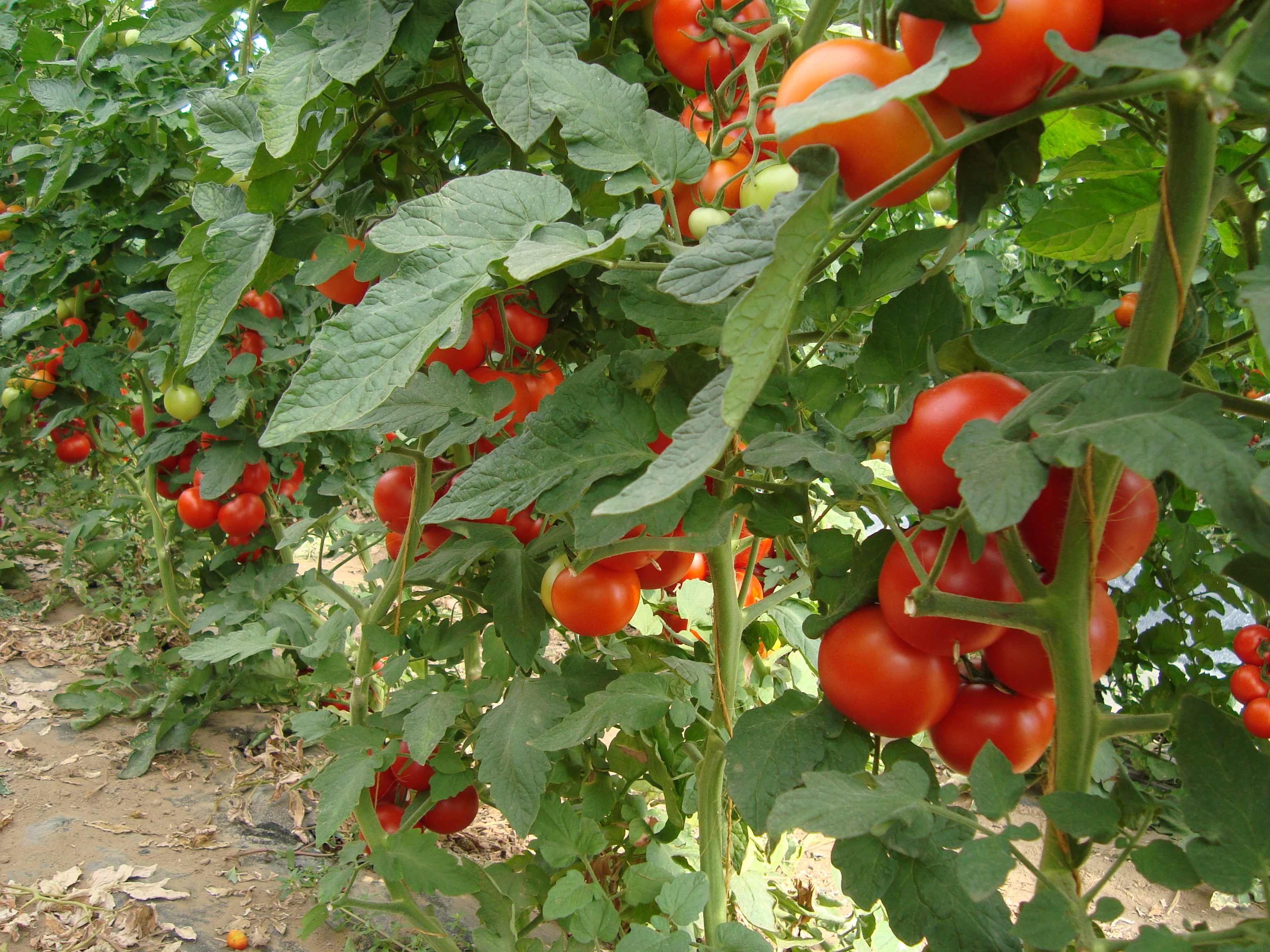 12-risanamento-cancro-batterico-pomodoro-con-BioAksxter.JPG