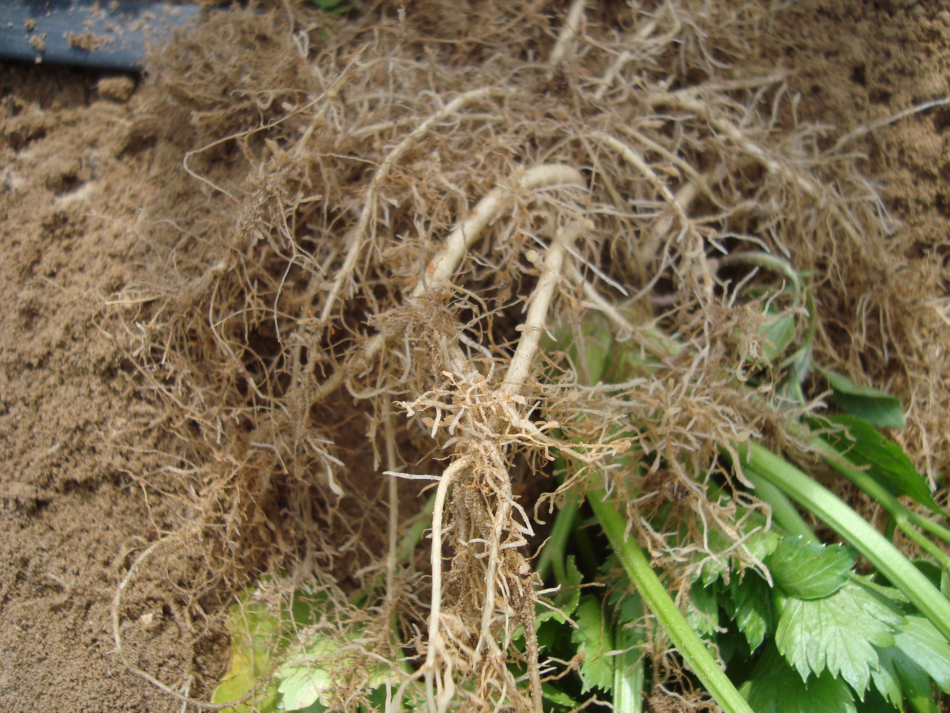 12-sedano-coltivazione-senza-uso-chimica-di-sintesi-migliorare-produzione-con-BioAksxter.JPG 12-sedano-coltivazione-senza-uso-chimica-di-sintesi-migliorare-produzione-con-BioAksxter.JPG