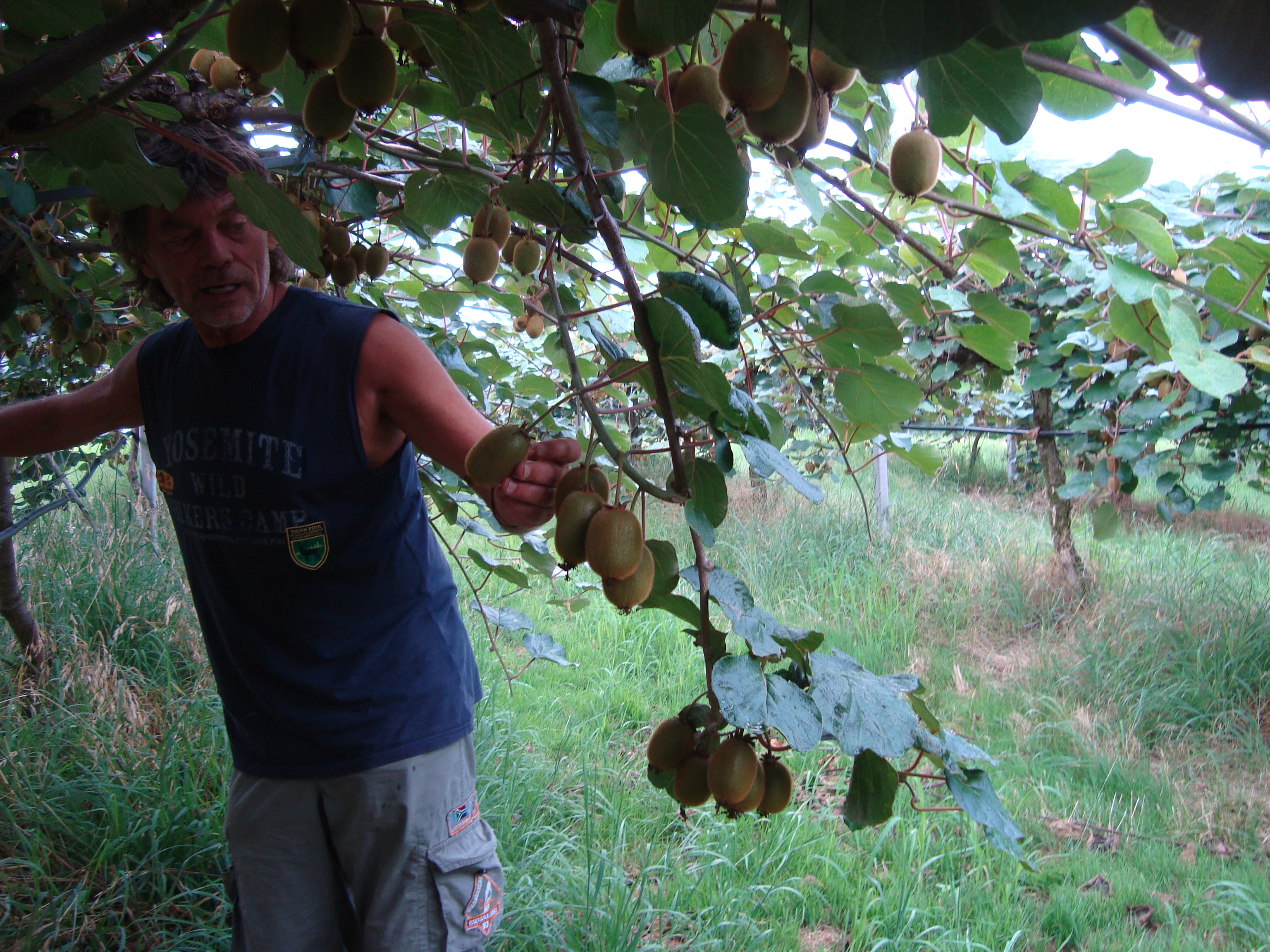 13-Azienda-agricola-Mauro-Bigo-produzione-kiwi-con-BioAksxter.JPG