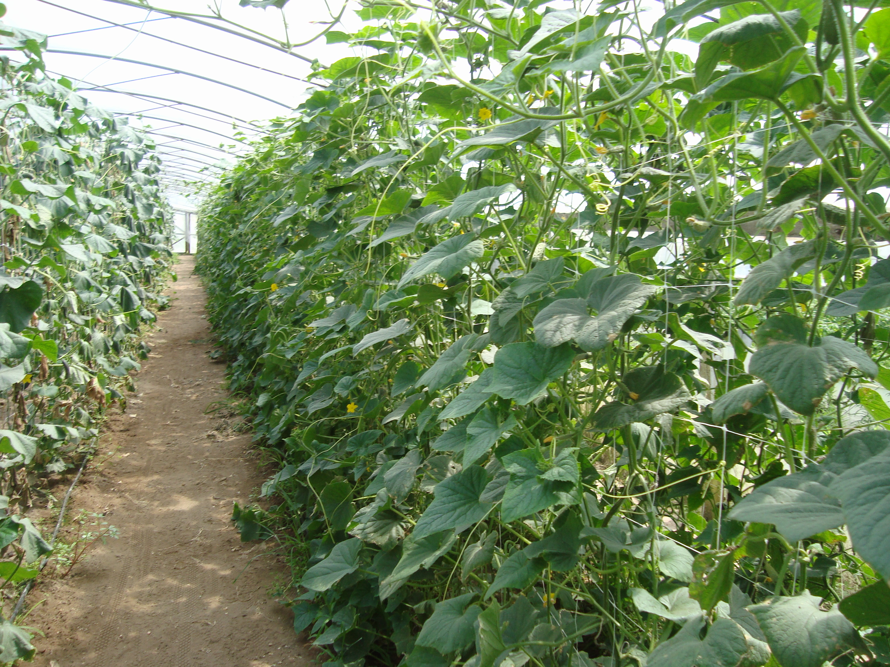 13-Cetriolo-in-serra-coltivazione-con-BioAksxter-e-riduzione-chimica-di-sintesi.JPG 13-Cetriolo-in-serra-coltivazione-con-BioAksxter-e-riduzione-chimica-di-sintesi.JPG