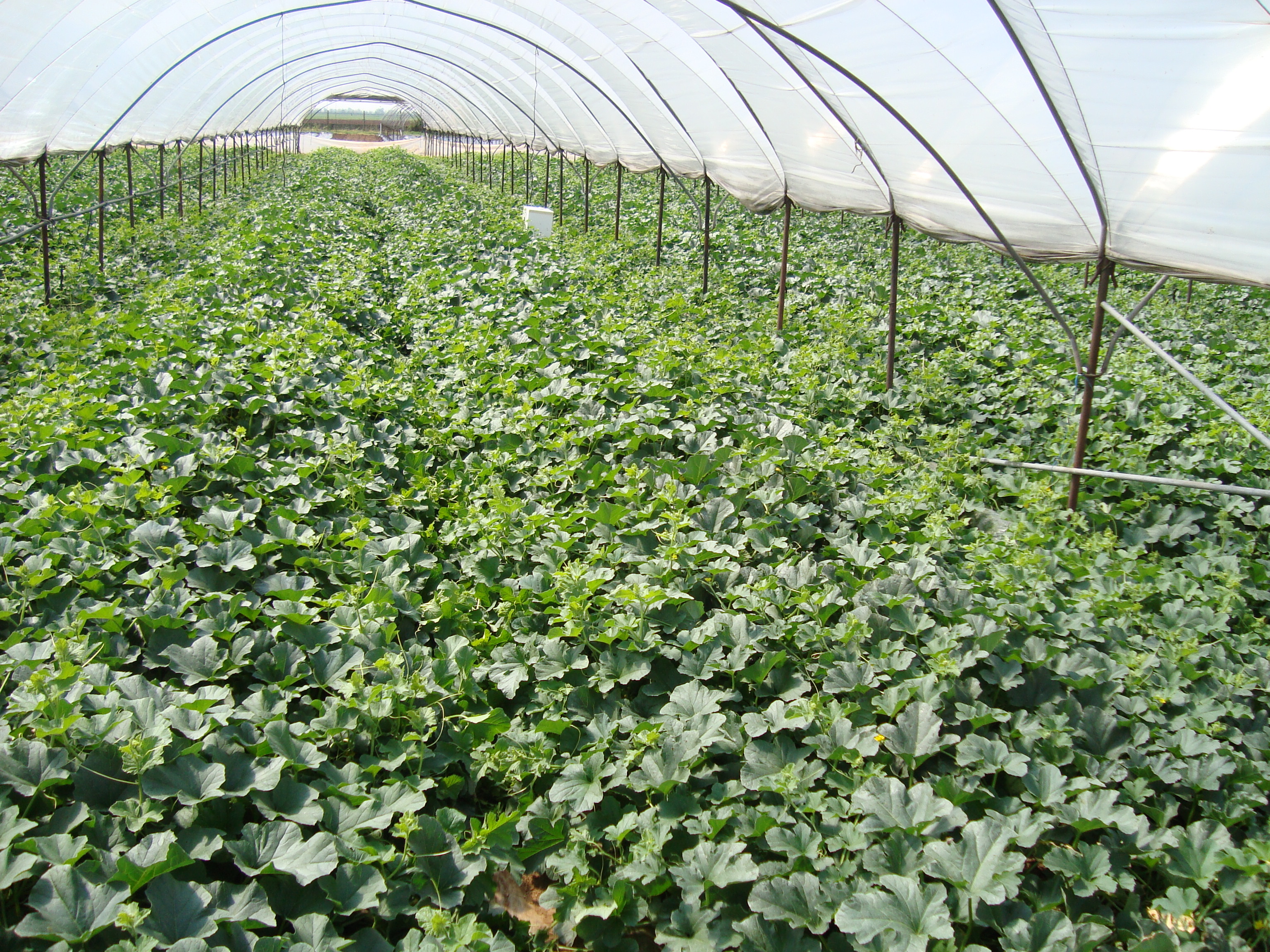 13-Coltivazione-di-melone-in-serra-intensiva-con-BioAksxter-aumento-fertilit-suolo.JPG