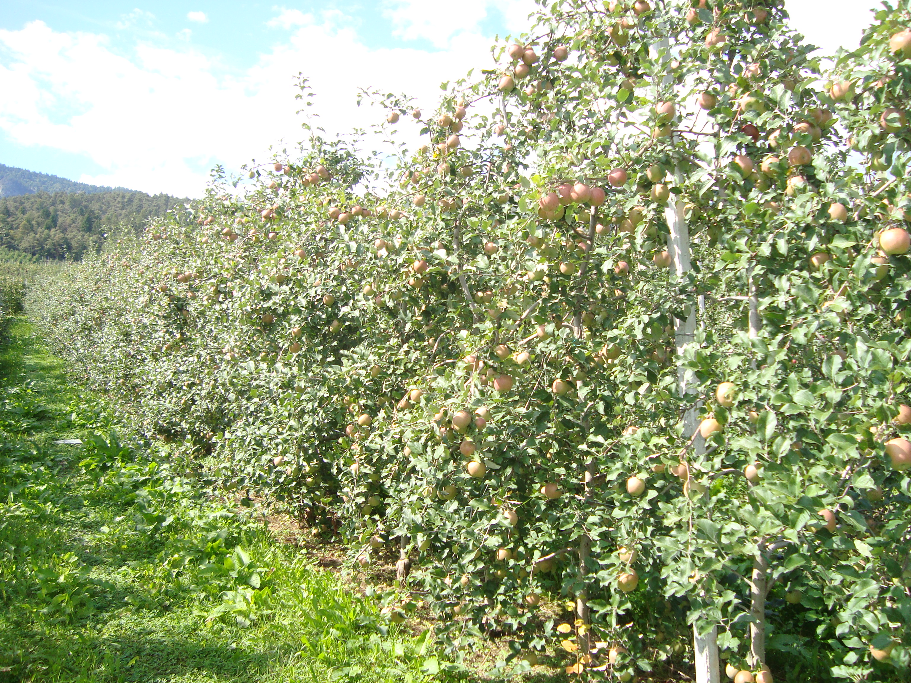 13-frutteto-variet-Fuji-come-risolvere-il-declino-produttivo-del-melo.JPG 13-frutteto-variet-Fuji-come-risolvere-il-declino-produttivo-del-melo.JPG