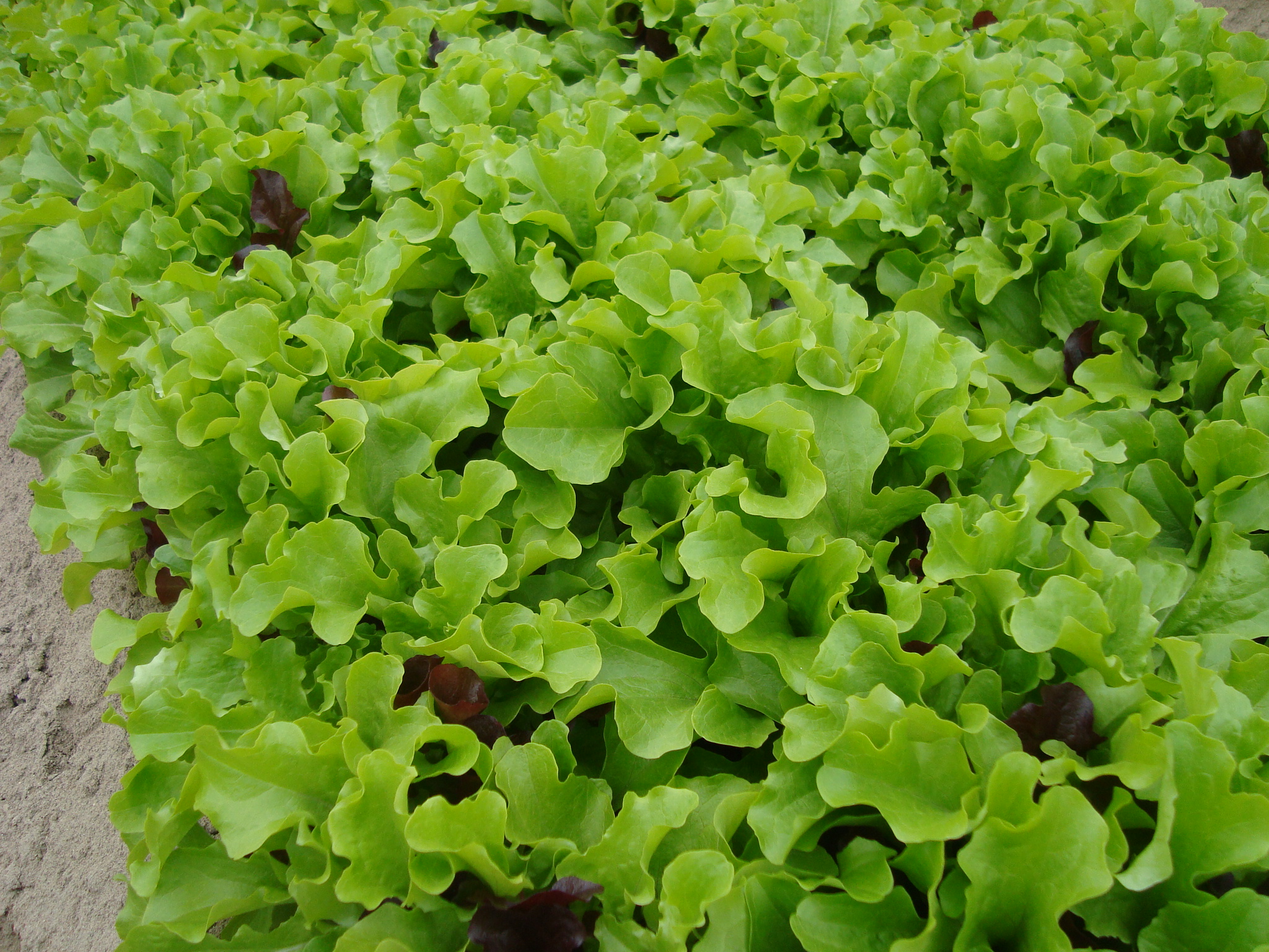 13-Insalata-da-taglio-priva-di-patologie-con-BioAksxter.JPG