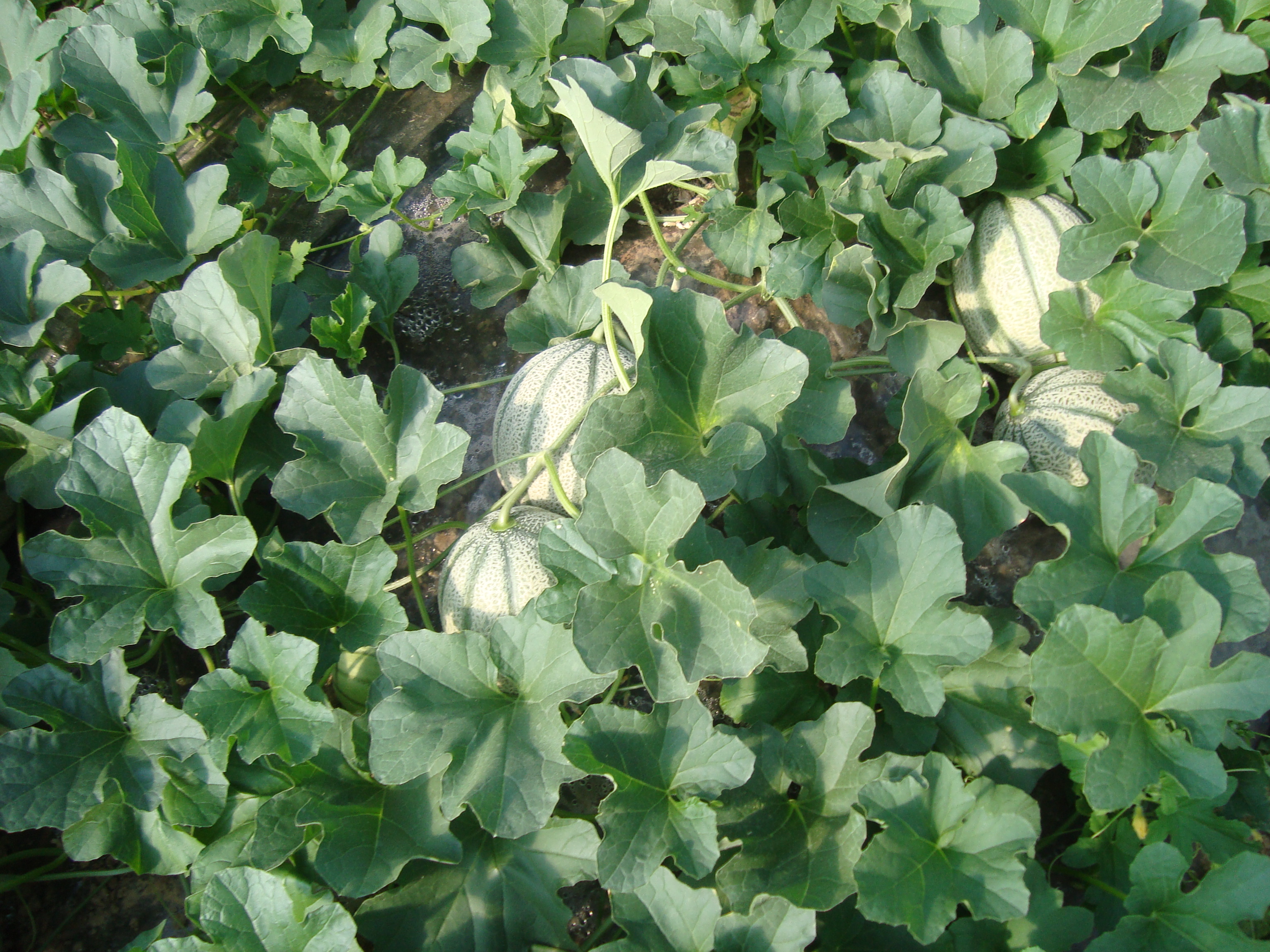 13-melone-in-serra-coltivato-con-BioAksxter-senza-fumigazioni.JPG 13-melone-in-serra-coltivato-con-BioAksxter-senza-fumigazioni.JPG