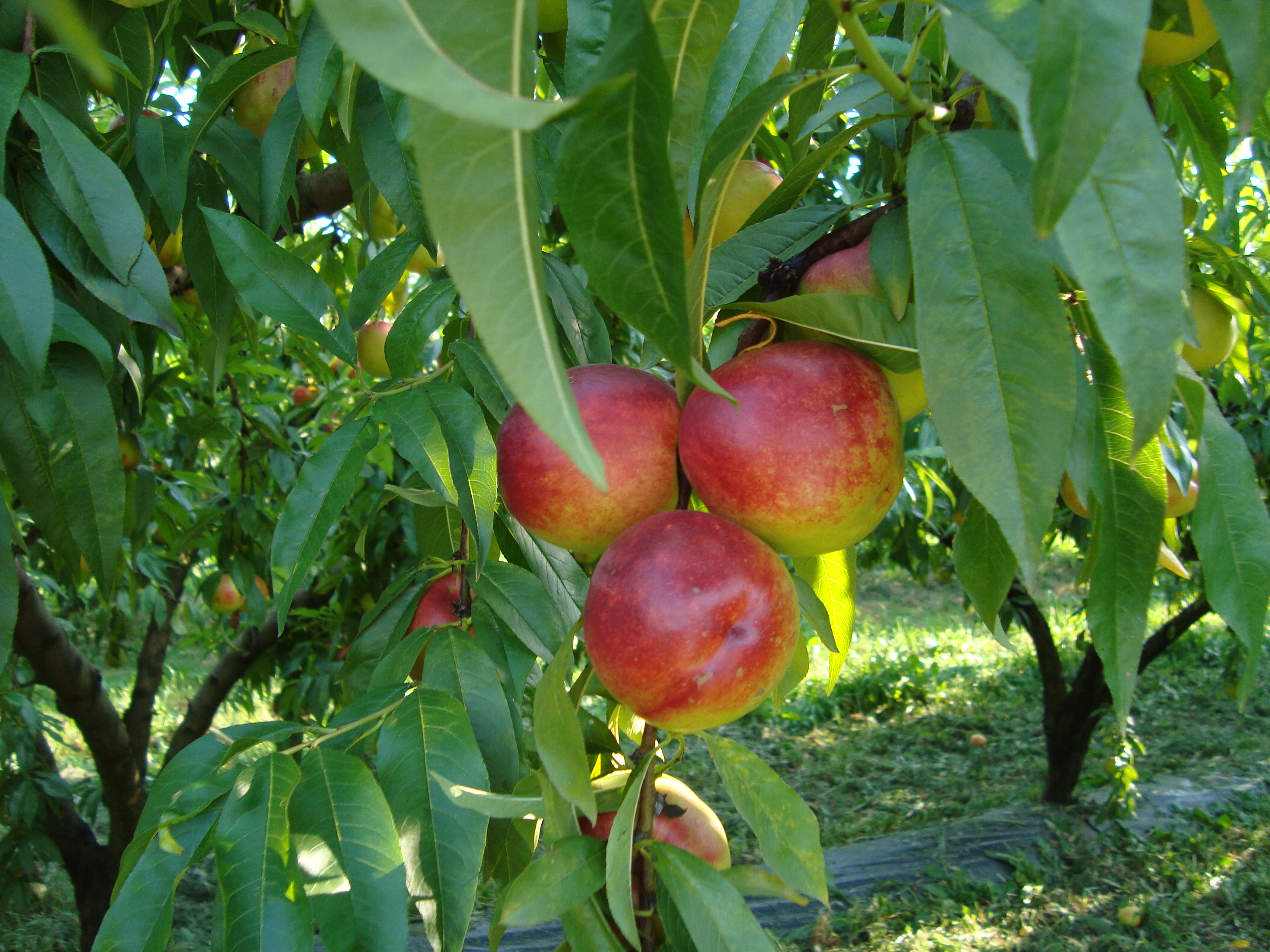 13-nettarina-Big-Top-coltivate-con-BioAksxter.JPG 13-nettarina-Big-Top-coltivate-con-BioAksxter.JPG