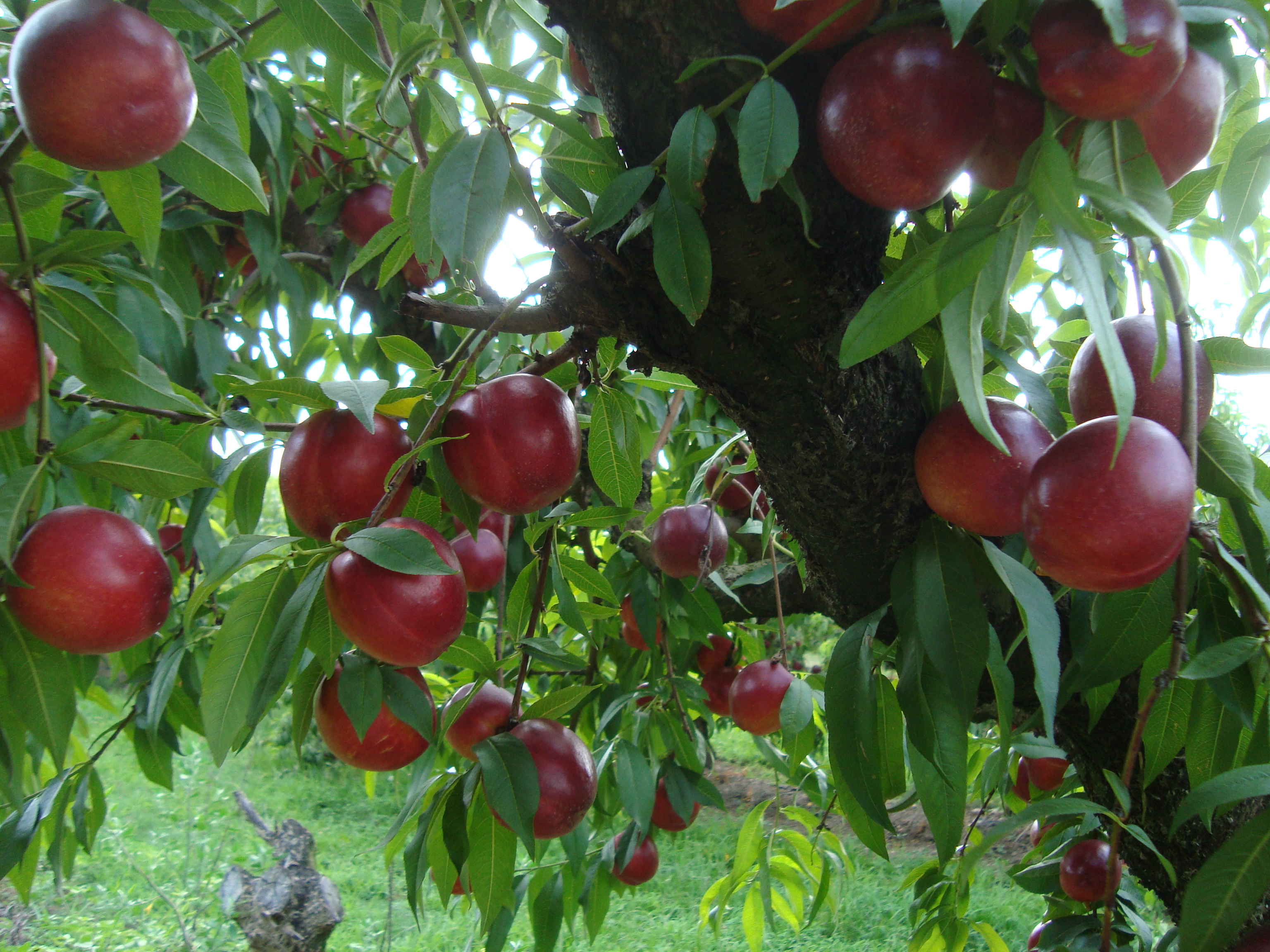 13-nettarina-variet-Big-Top-coltivata-con-BioAksxter-senza-pesticidi.JPG 13-nettarina-variet-Big-Top-coltivata-con-BioAksxter-senza-pesticidi.JPG