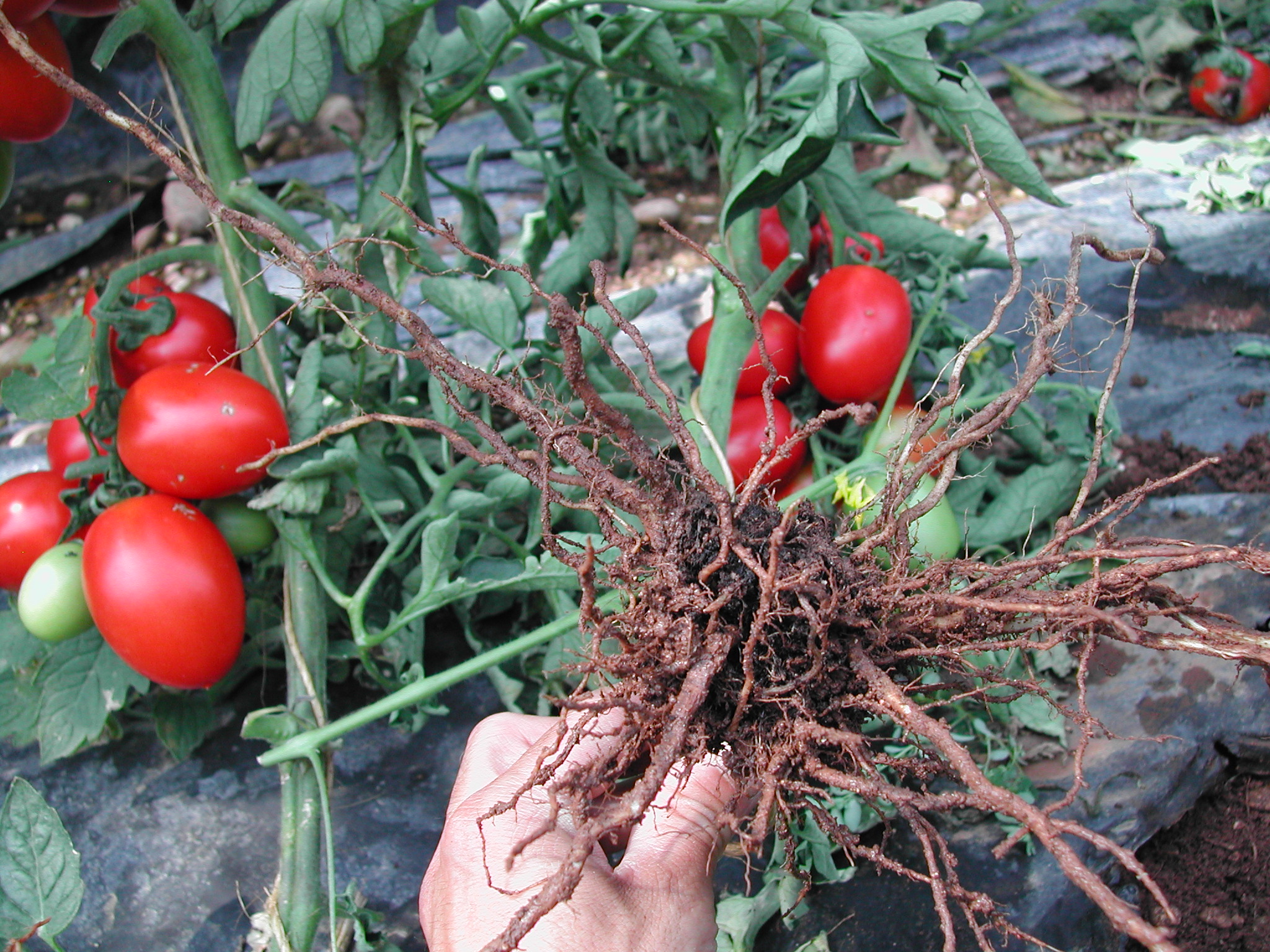 13-Radice-di-pomodoro-priva-di-galle-da-nematodi-con-BioAksxter.JPG