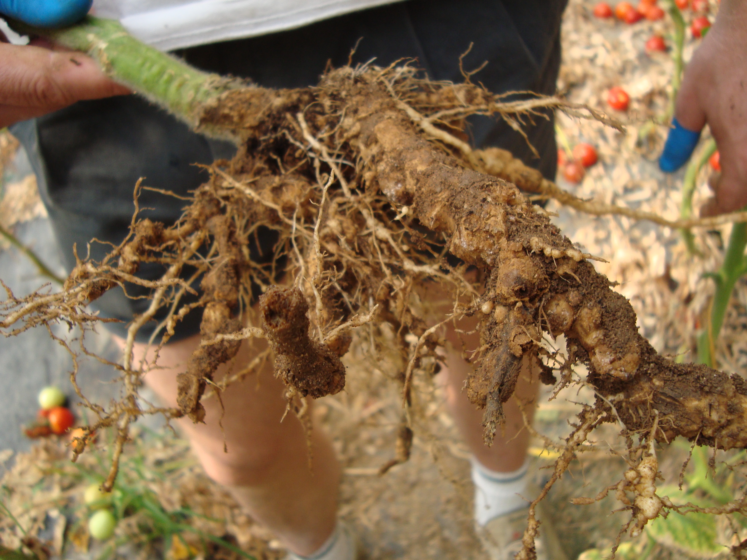 13-radice-pomodoro-con-nematodi-galligeni.JPG
