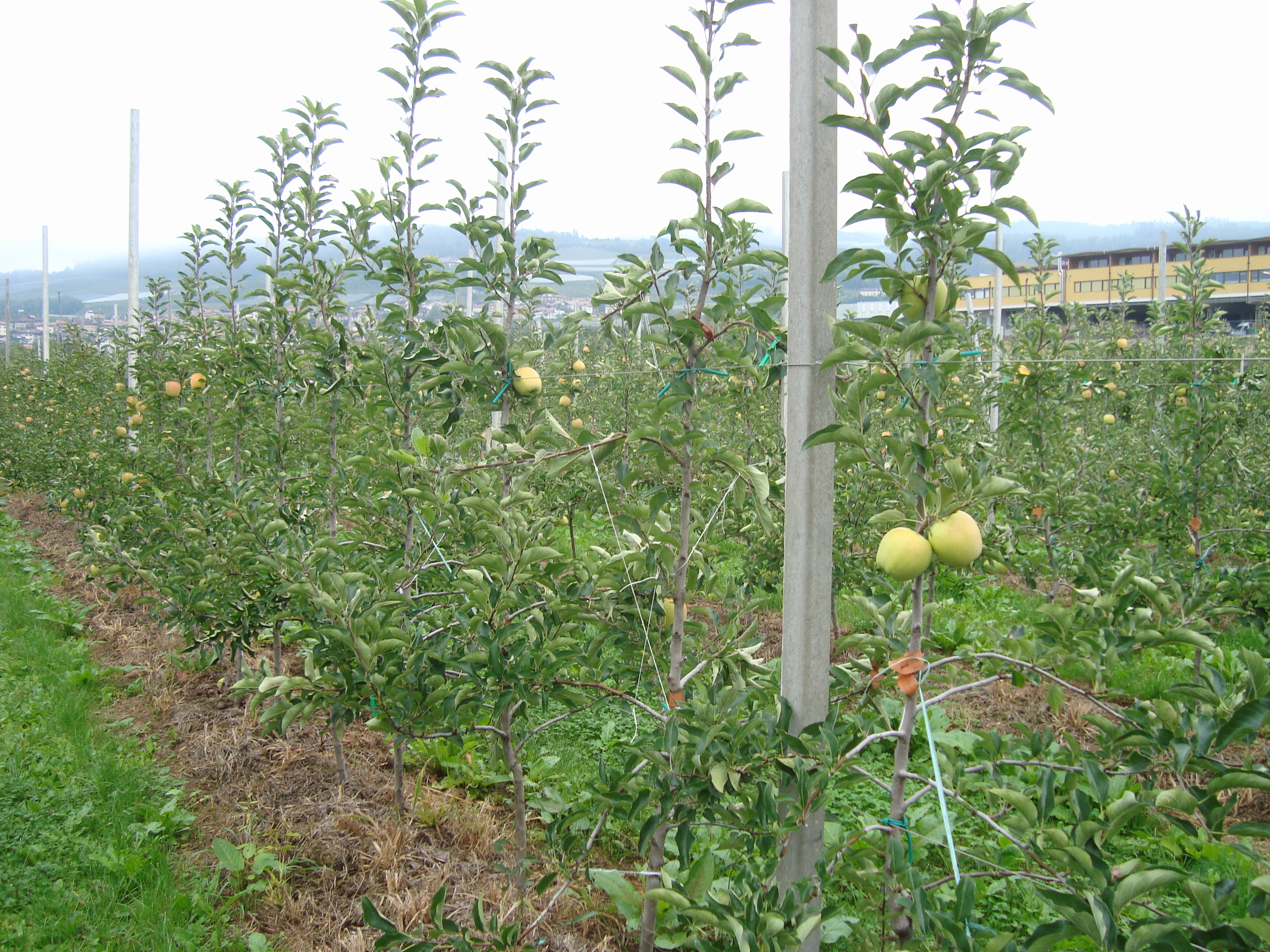 13-recovery-pianta-con-BioAksxter-decorticazioni-fessurazioni-melo.JPG 13-recovery-pianta-con-BioAksxter-decorticazioni-fessurazioni-melo.JPG