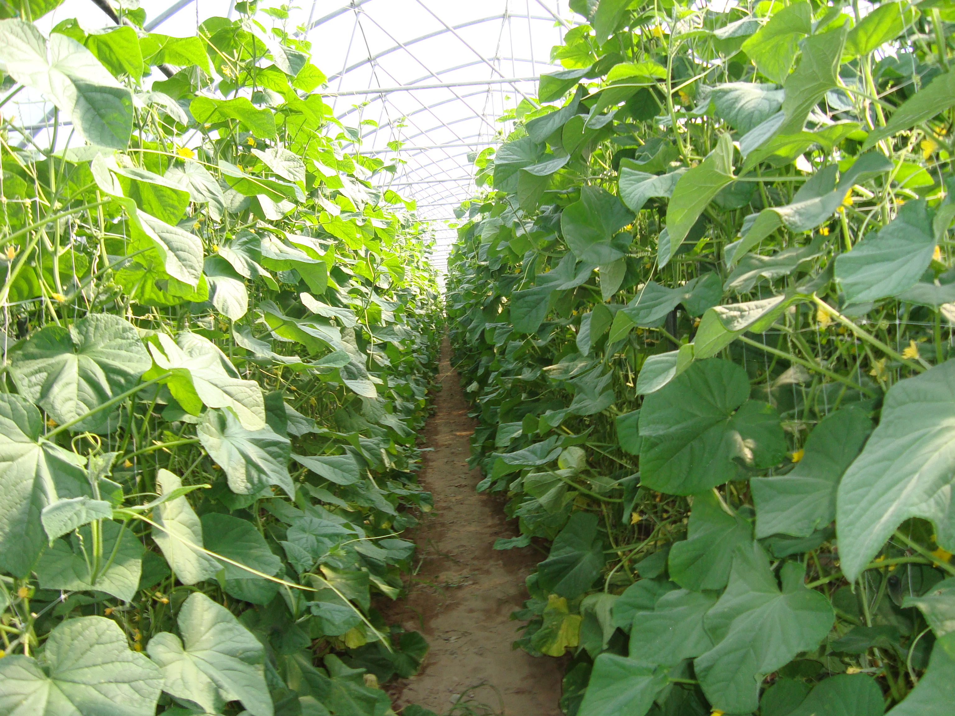 14-Cetriolo-in-serra-BioAksxter-migliorare-produzione-orticola-ridurre-chimica-di-sintesi.JPG 14-Cetriolo-in-serra-BioAksxter-migliorare-produzione-orticola-ridurre-chimica-di-sintesi.JPG