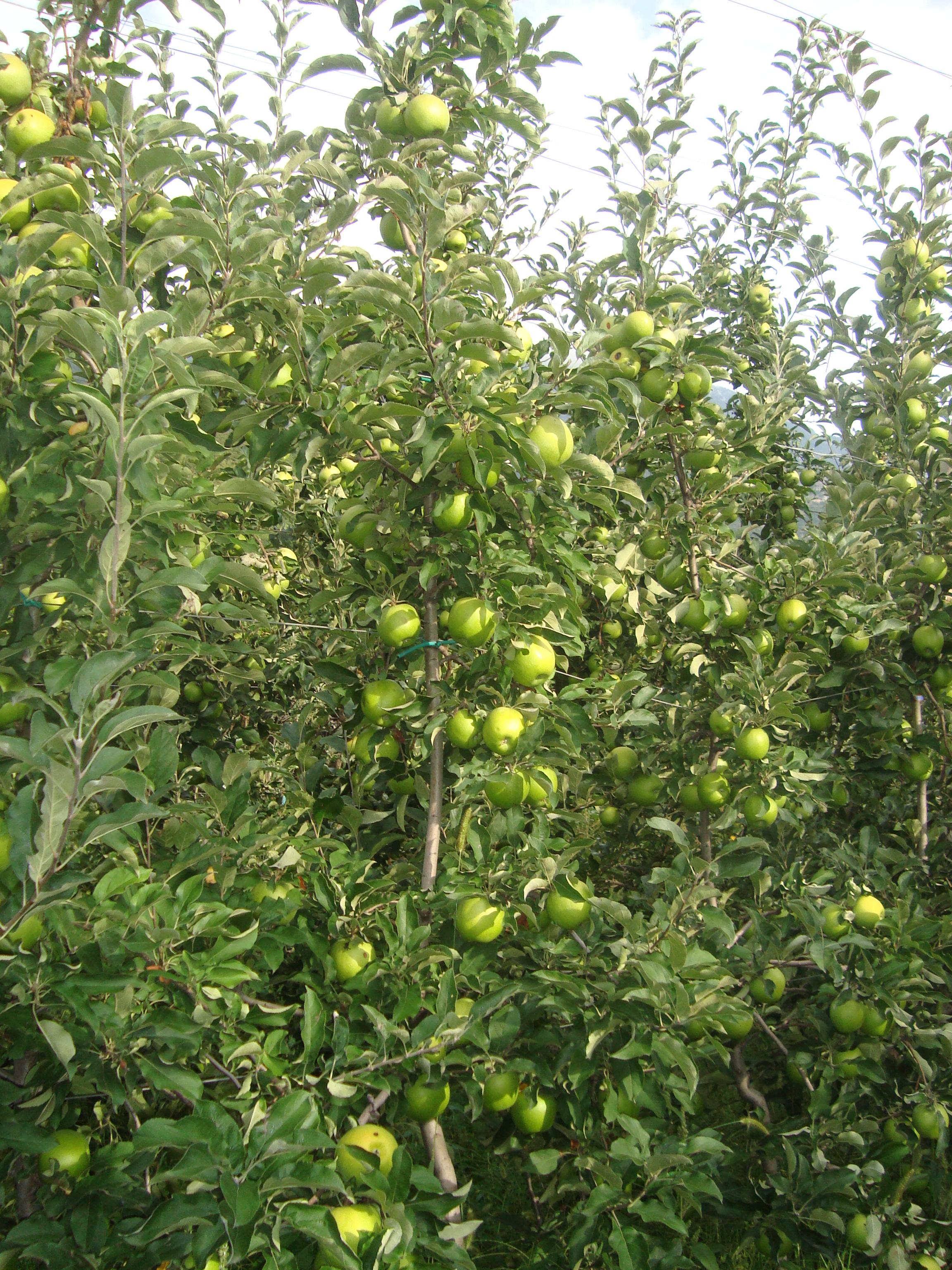 14-giovane-impianto-di-melo-variet-Granny-Smith-coltivato-con-BioAksxter.JPG