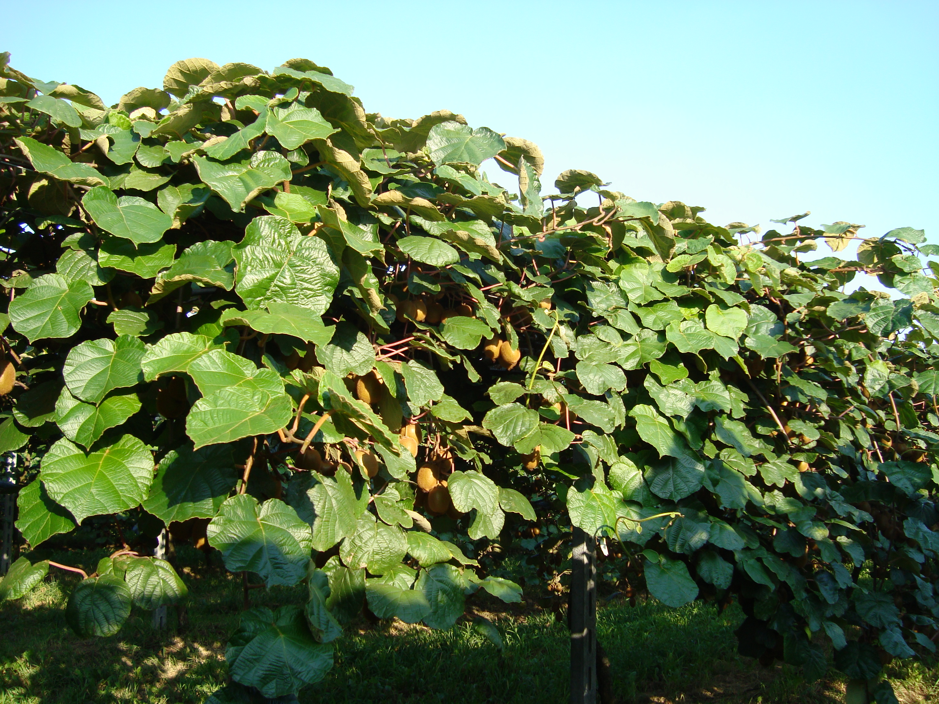 14-kiwi-coltivazione-con-BioAksxter.JPG 14-kiwi-coltivazione-con-BioAksxter.JPG