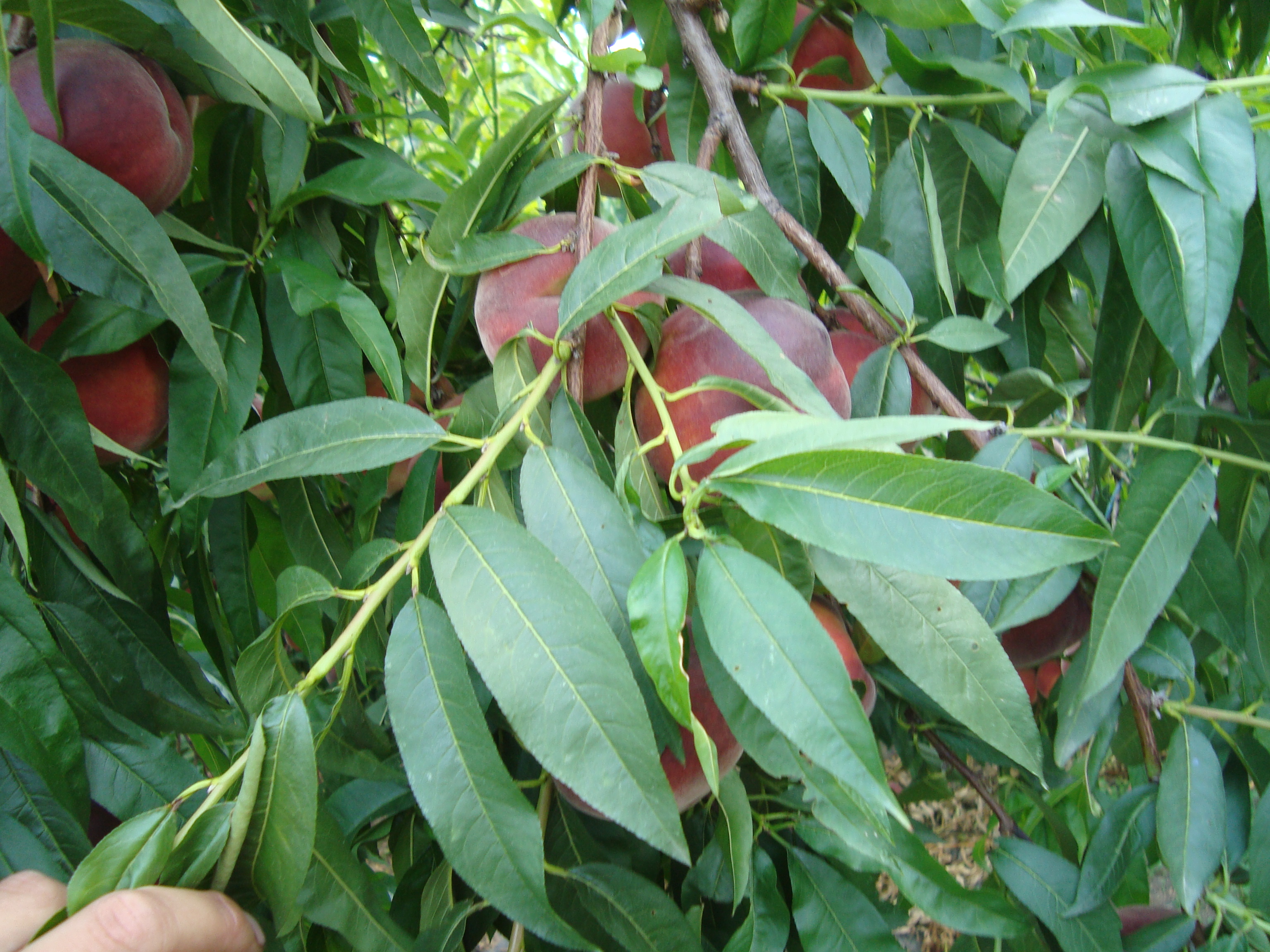 14-pesco-coltivato-con-BioAksxter-senza-residui-chimici-residuo-zero.JPG 14-pesco-coltivato-con-BioAksxter-senza-residui-chimici-residuo-zero.JPG