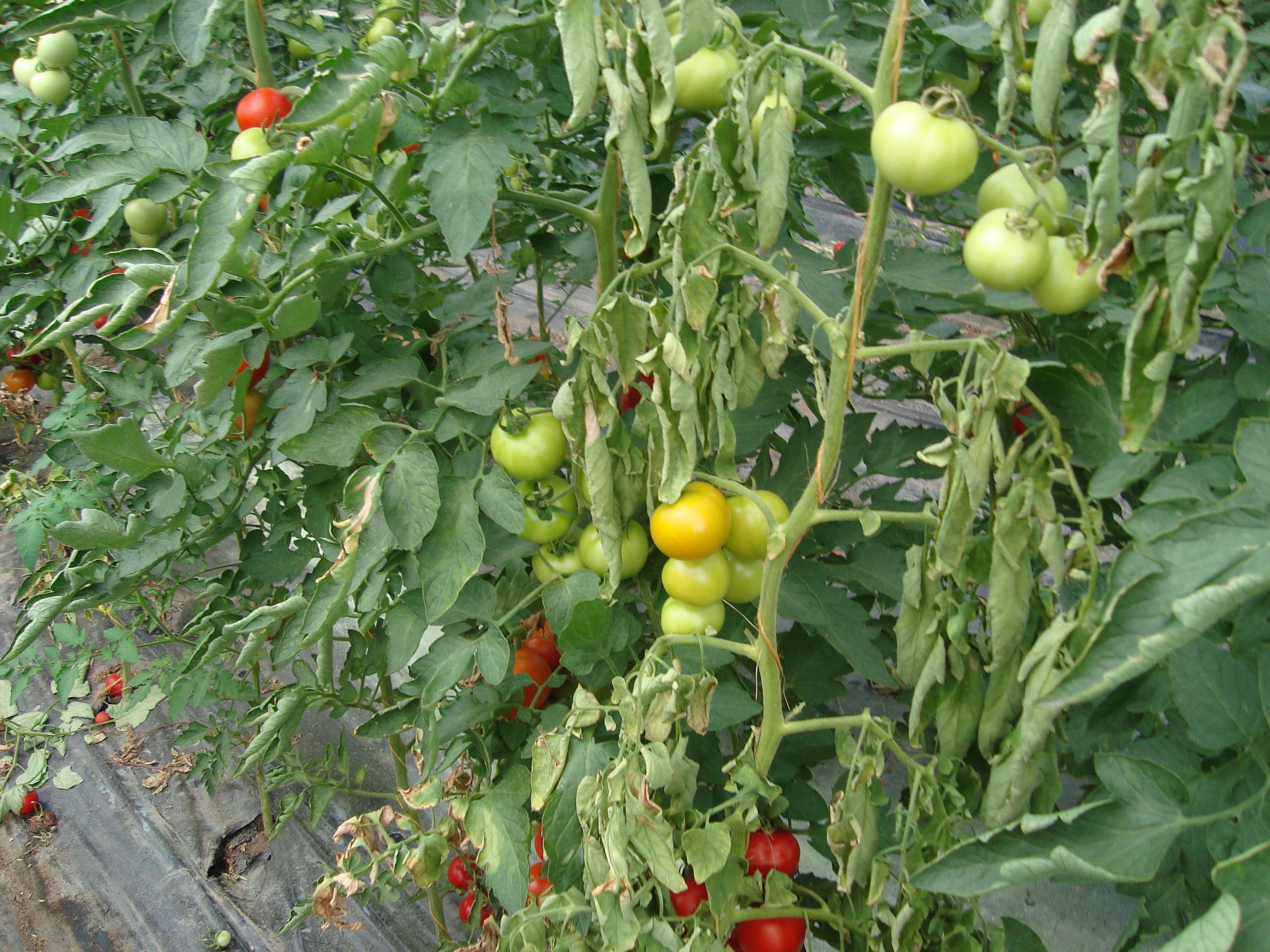 14-Pianta-pomodoro-colpita-da-Clavibacter-michiganensis.JPG