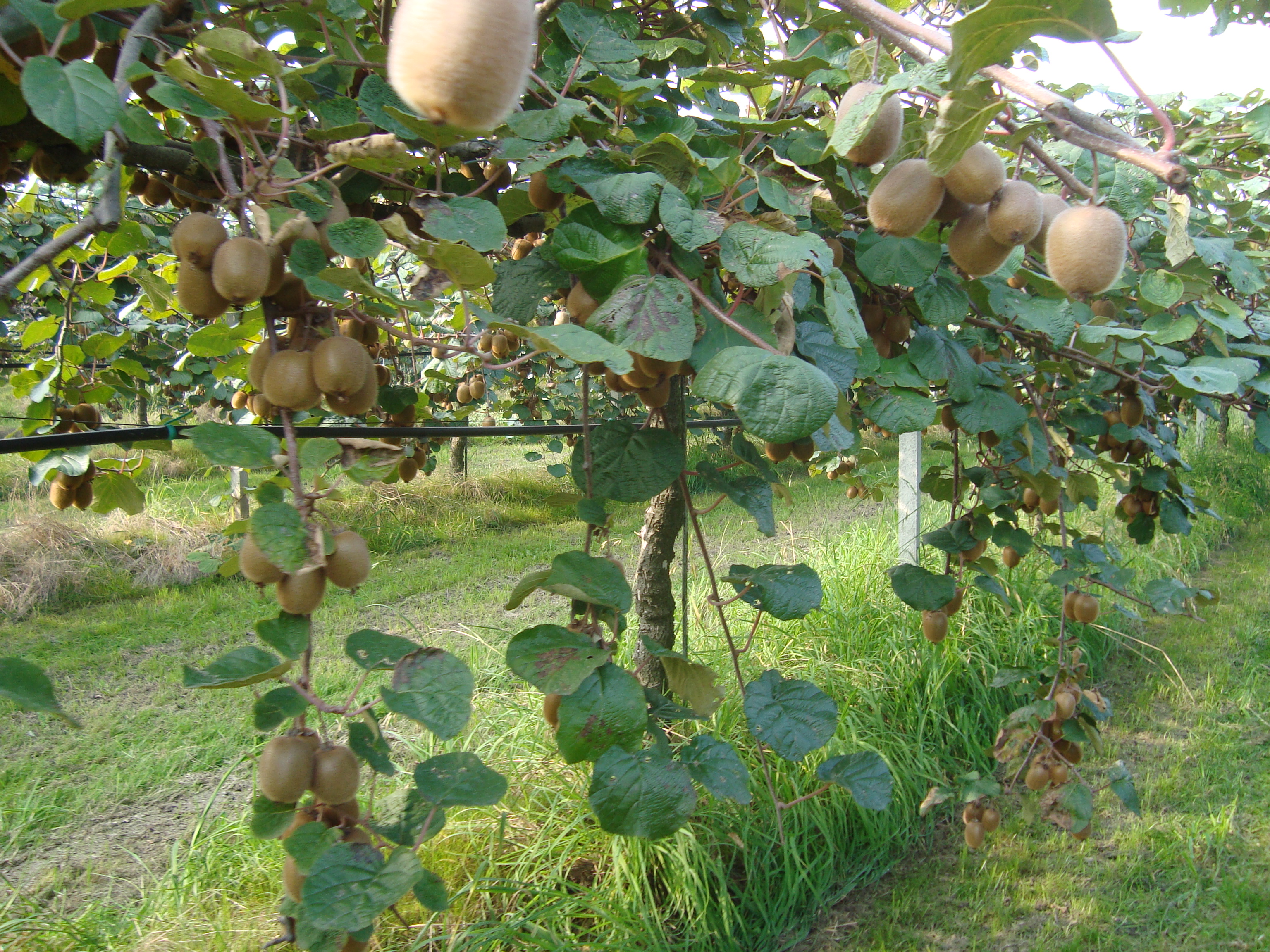 14-produzione-kiwi-sostenibile-con-BioAksxter.JPG